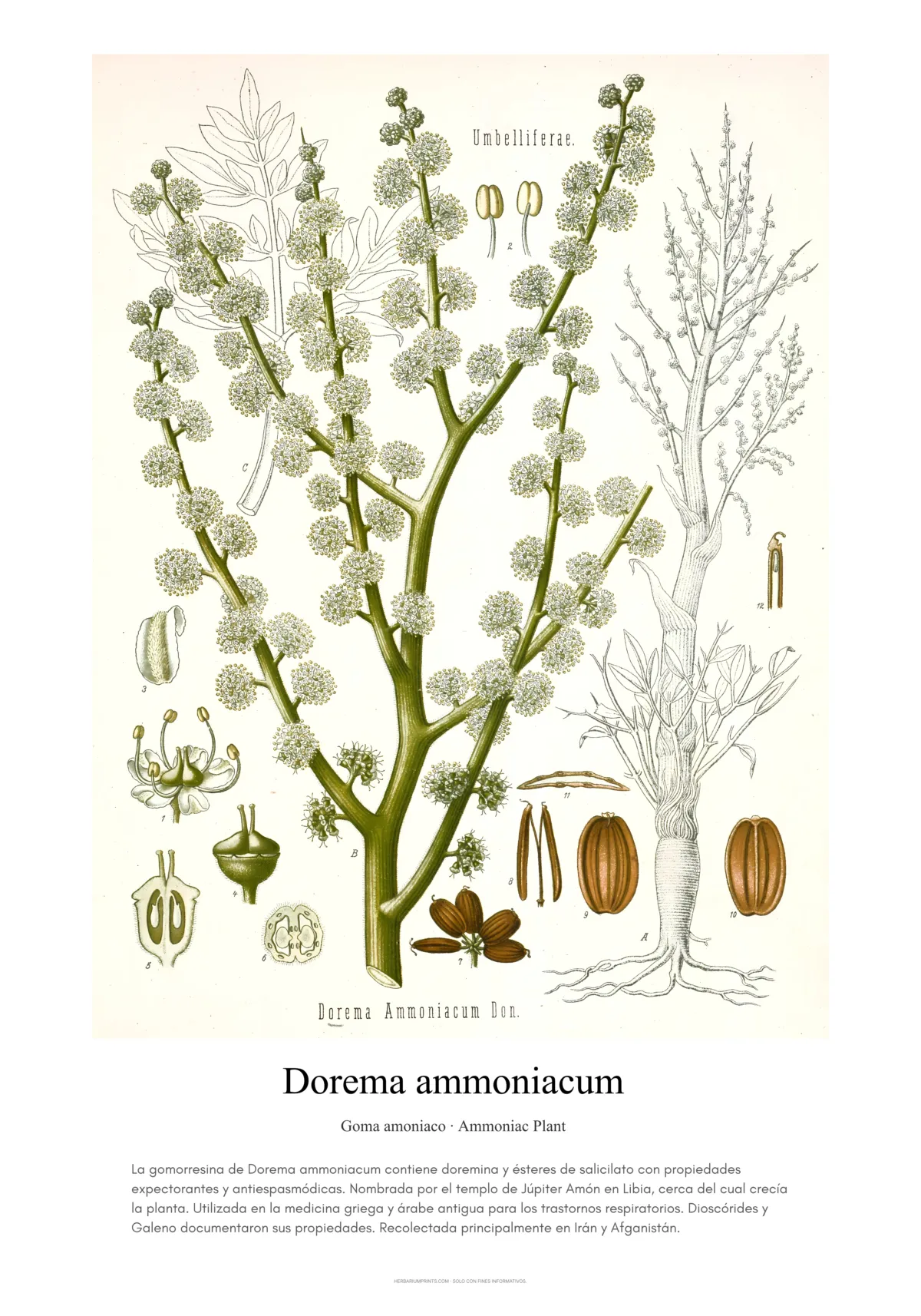 Dorema ammoniacum