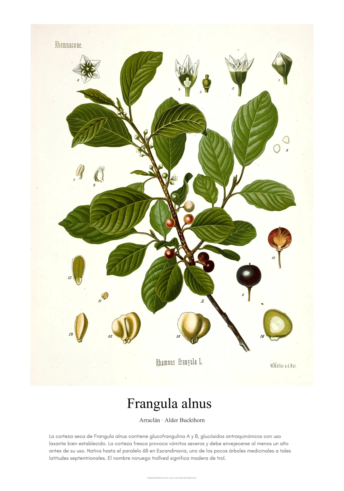 Frangula alnus