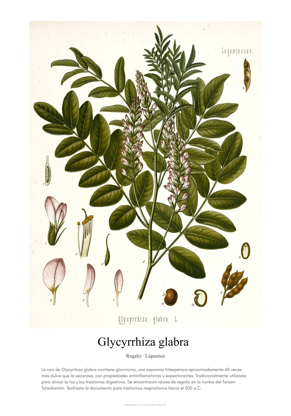 Glycyrrhiza glabra