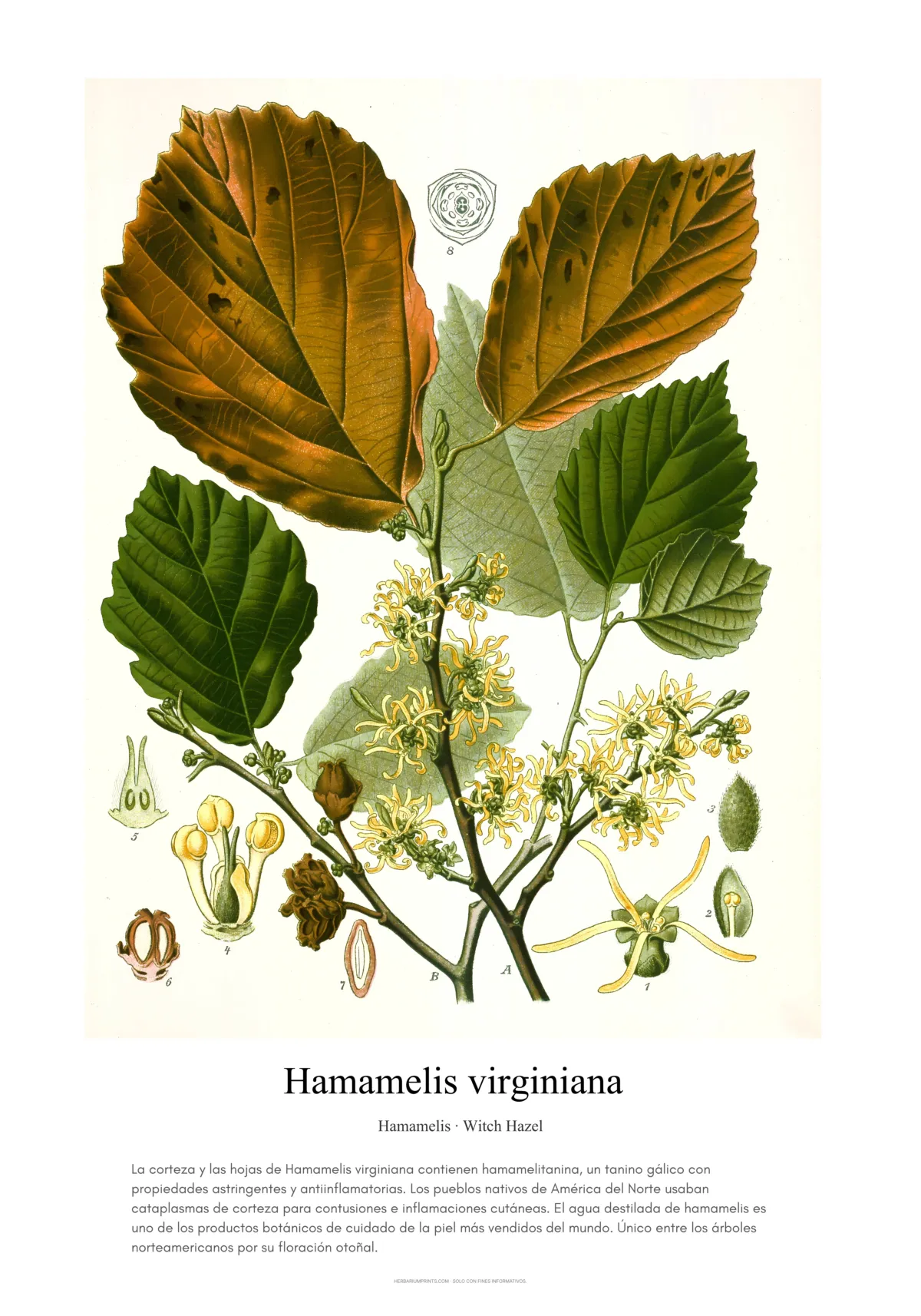 Hamamelis virginiana