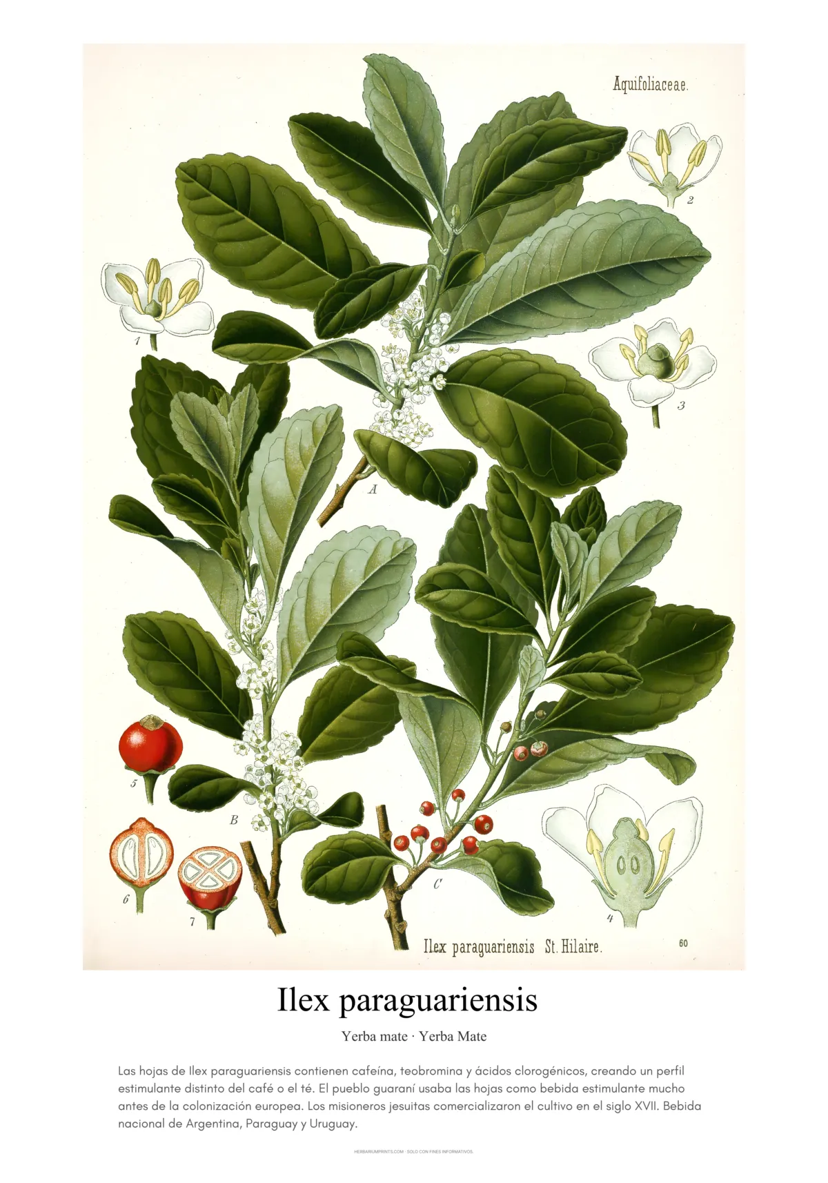 Ilex paraguariensis