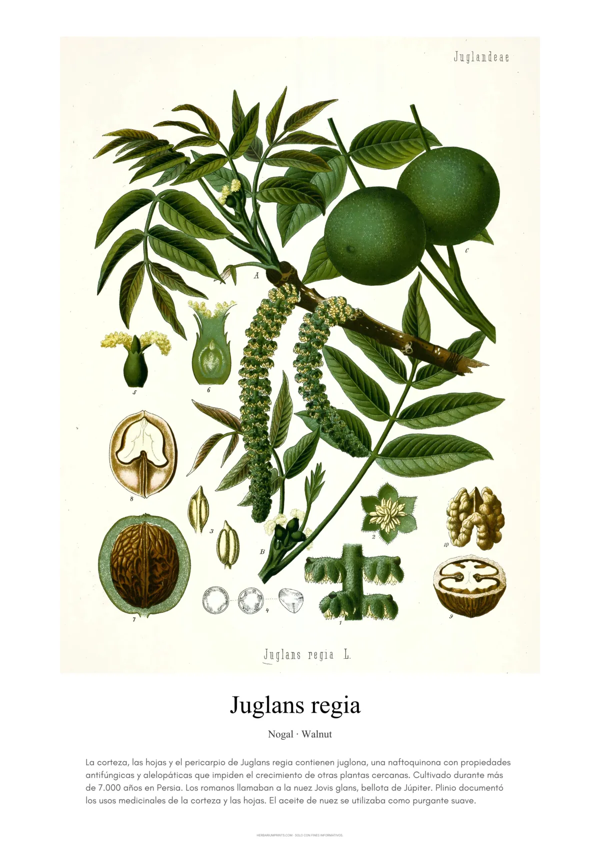 Juglans regia