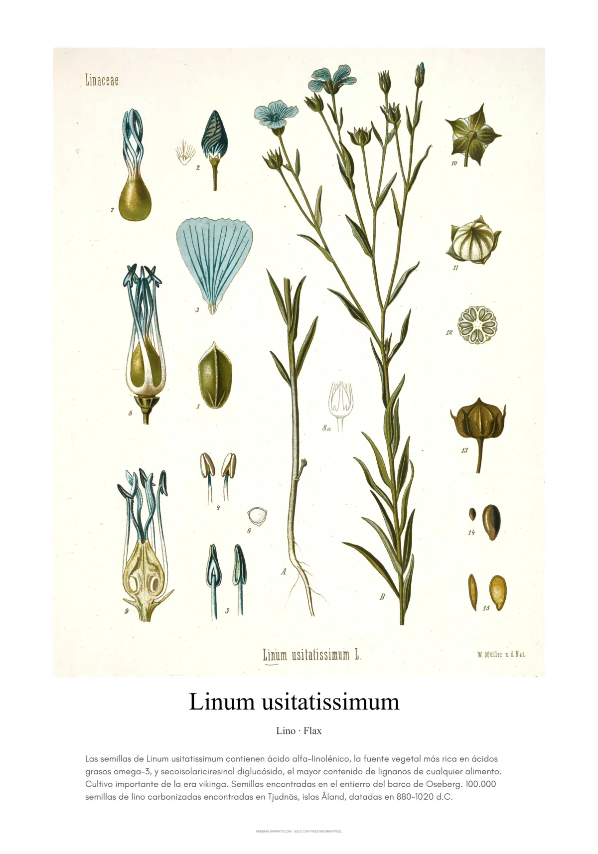 Linum usitatissimum