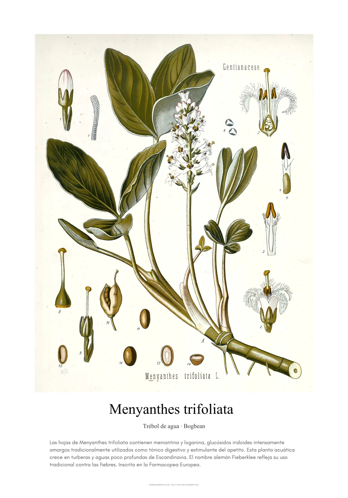 Menyanthes trifoliata