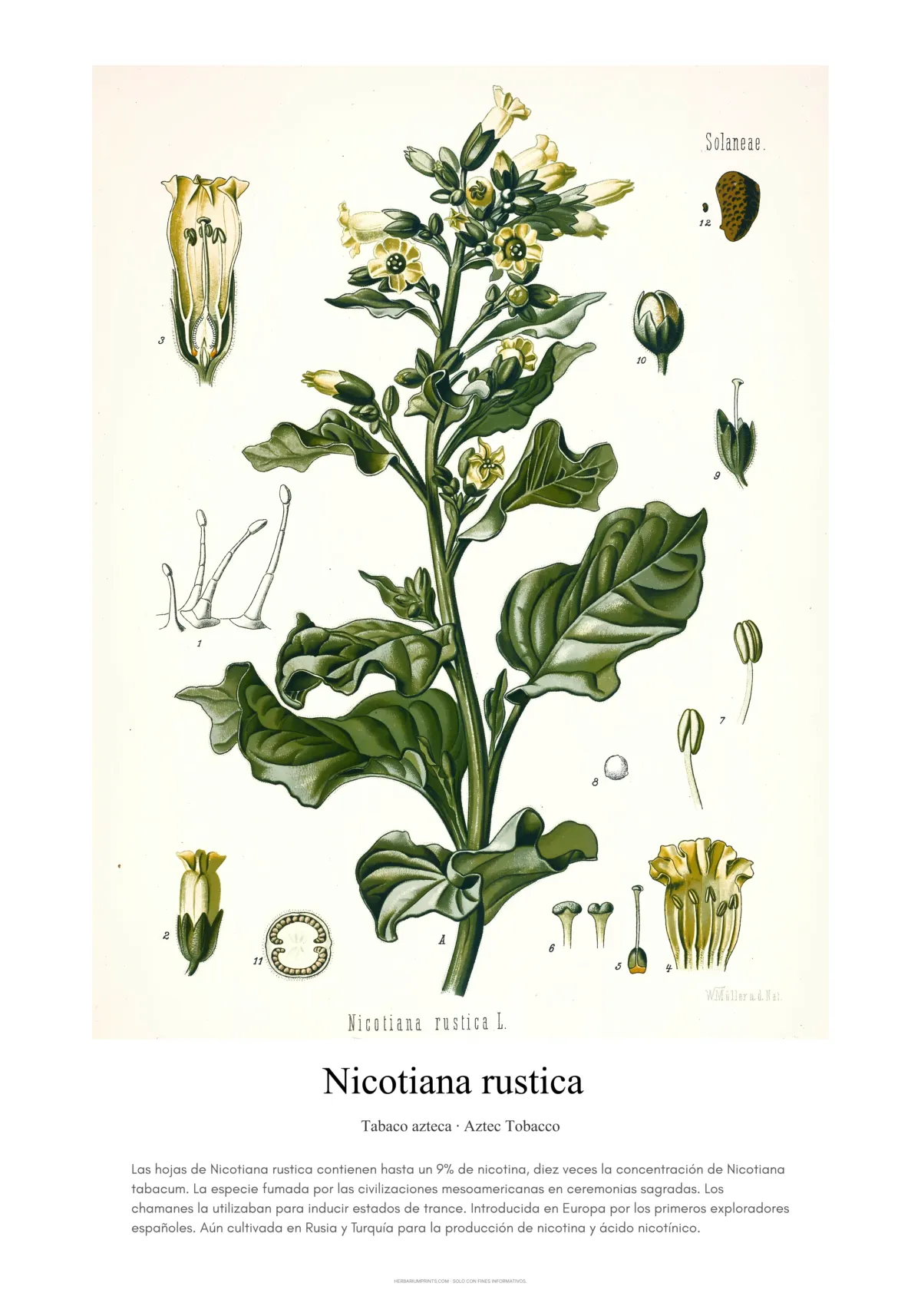 Nicotiana rustica