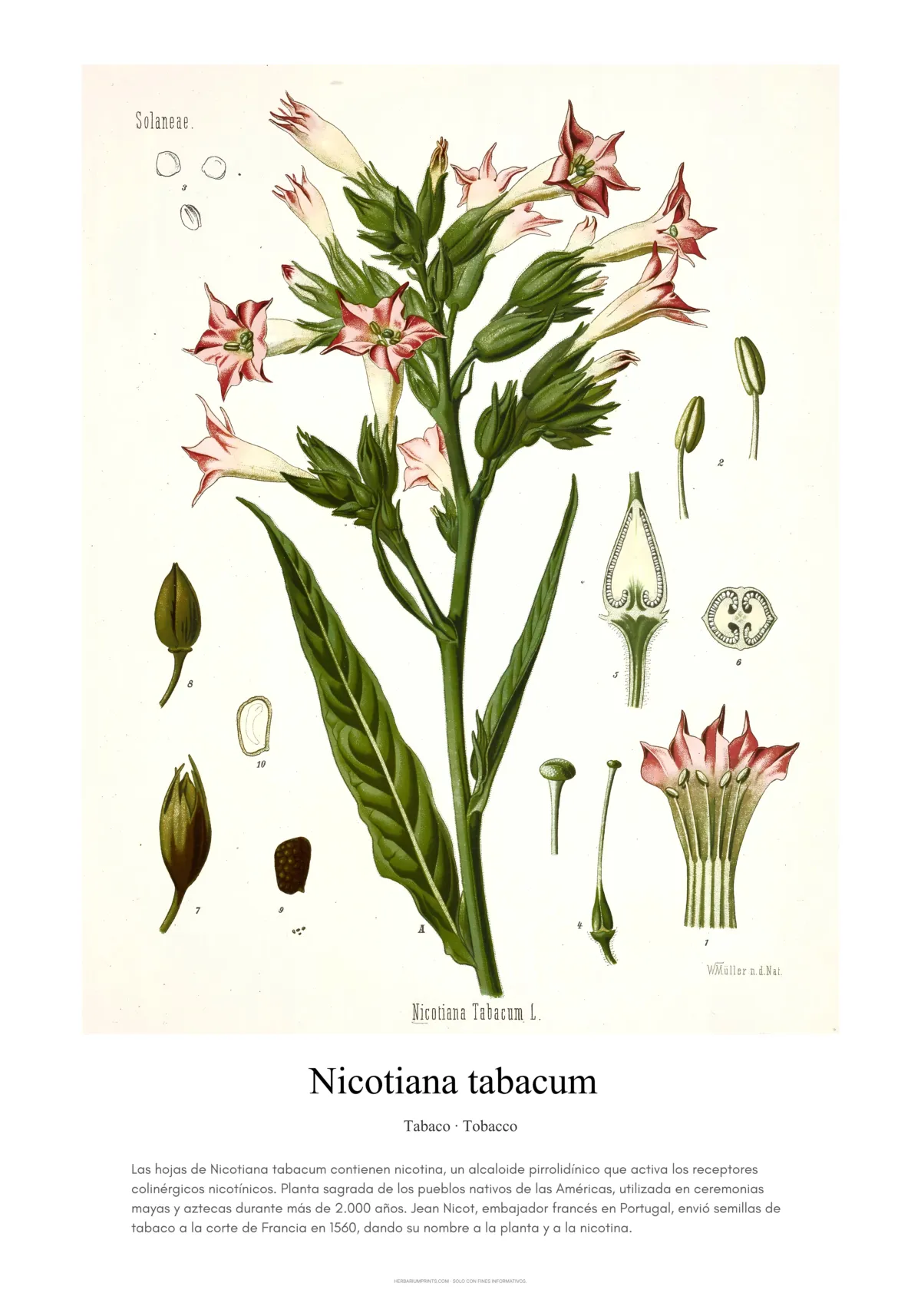 Nicotiana tabacum