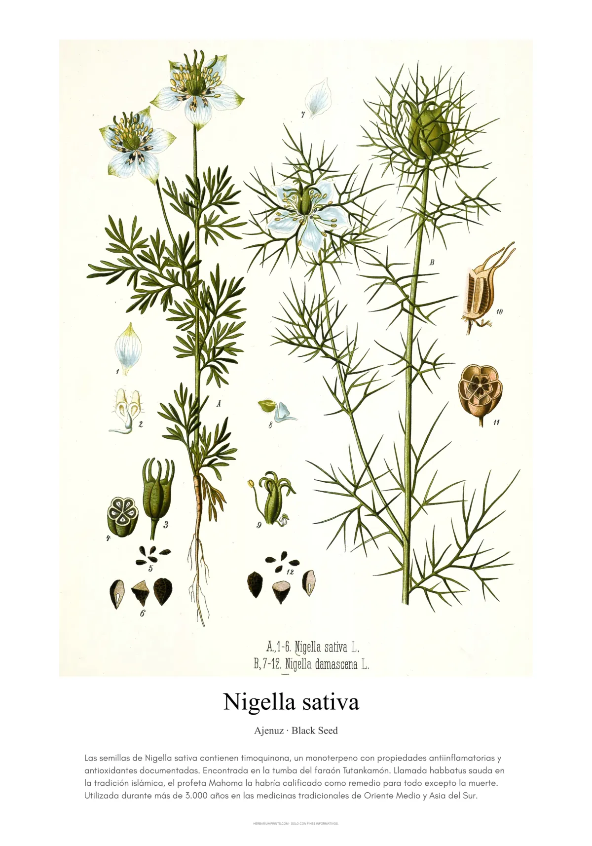 Nigella sativa