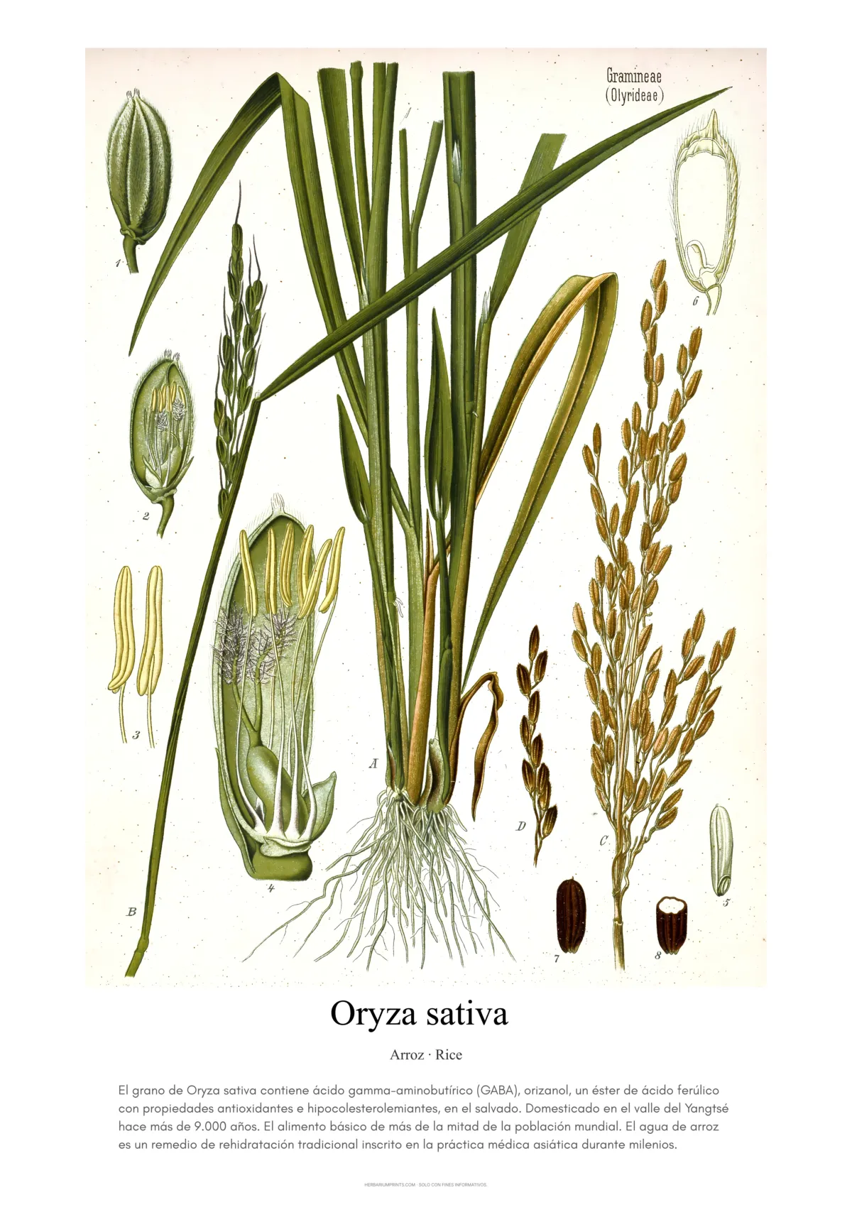 Oryza sativa
