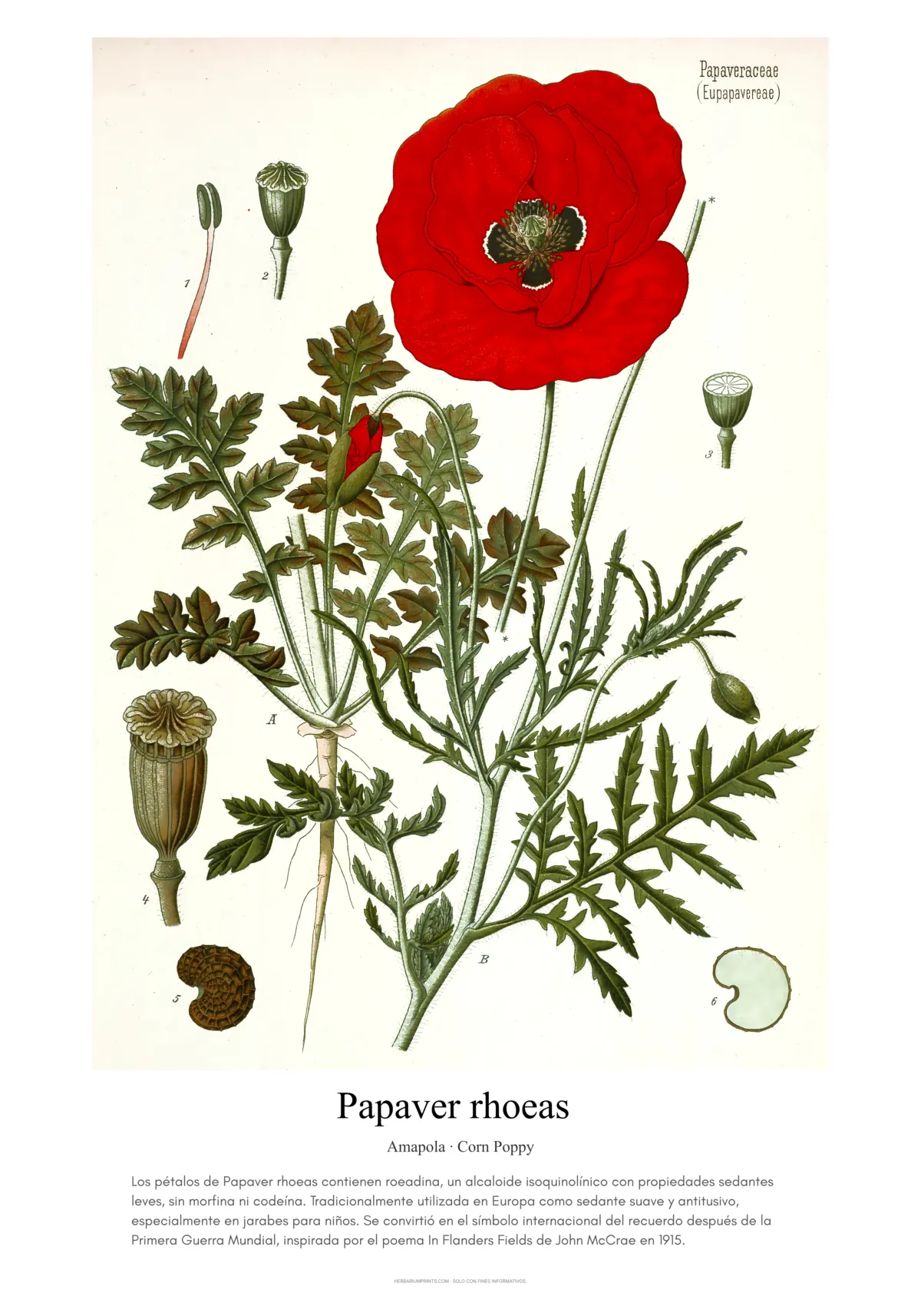 Papaver rhoeas