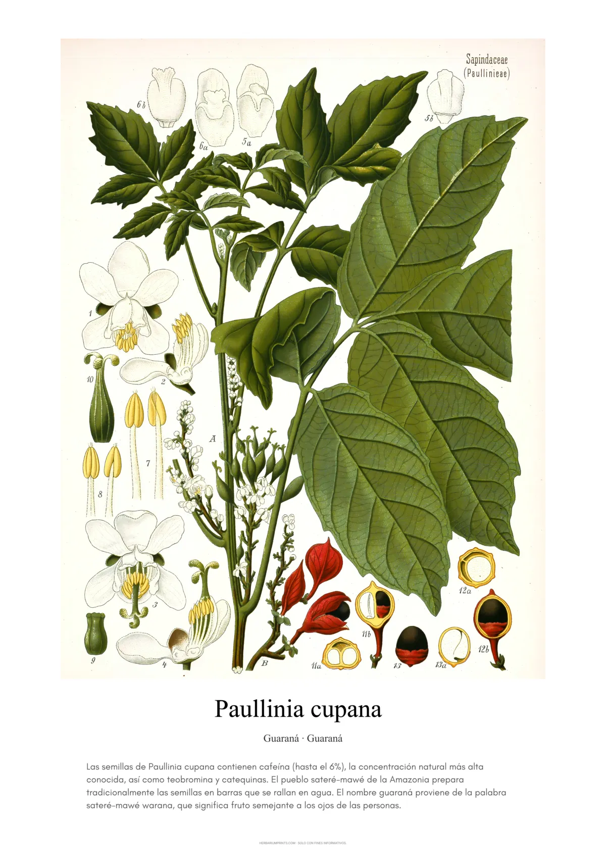 Paullinia cupana