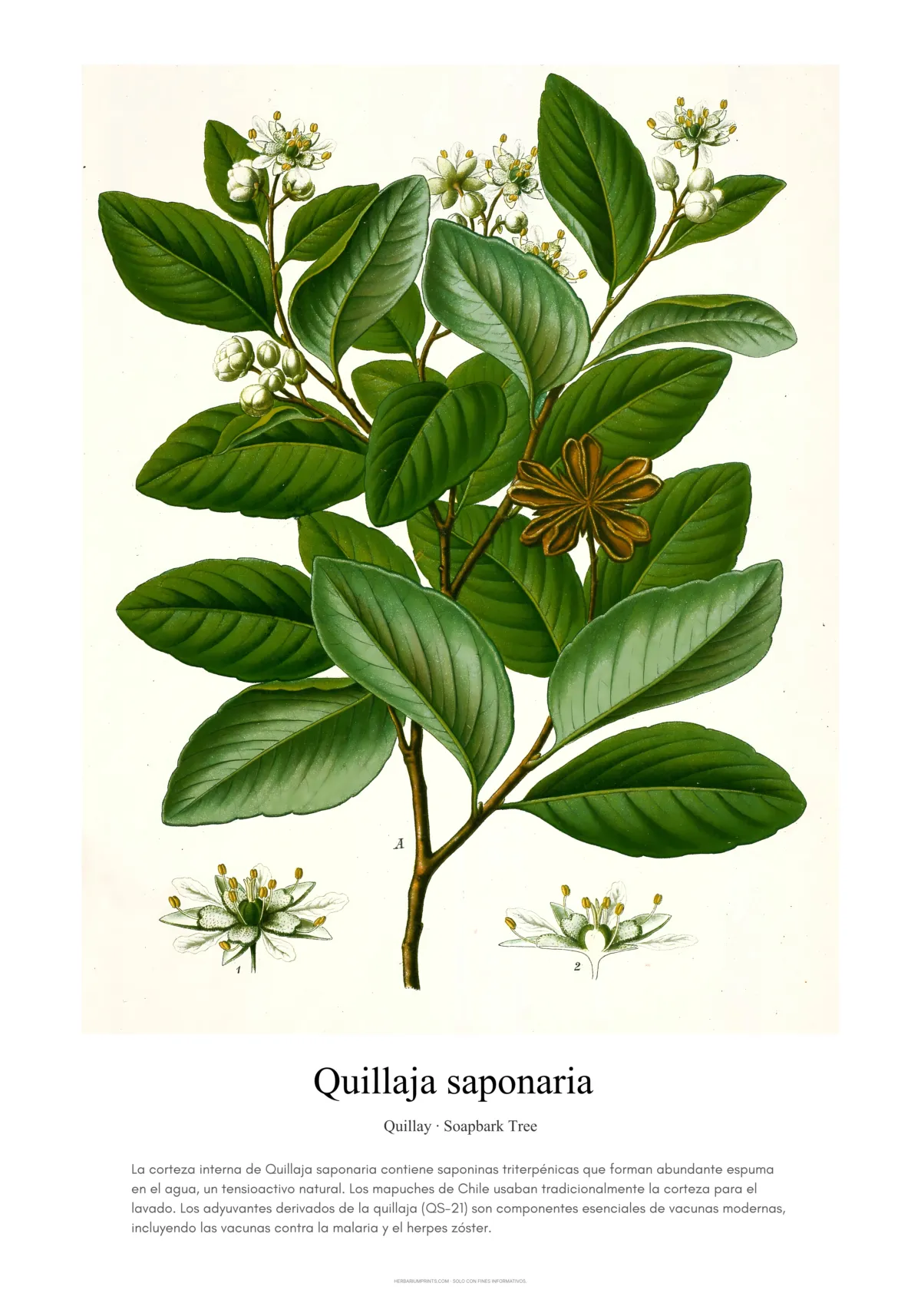 Quillaja saponaria