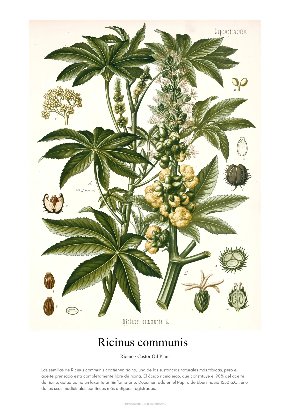Ricinus communis