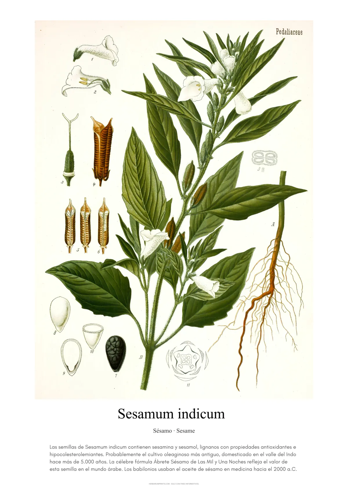 Sesamum indicum