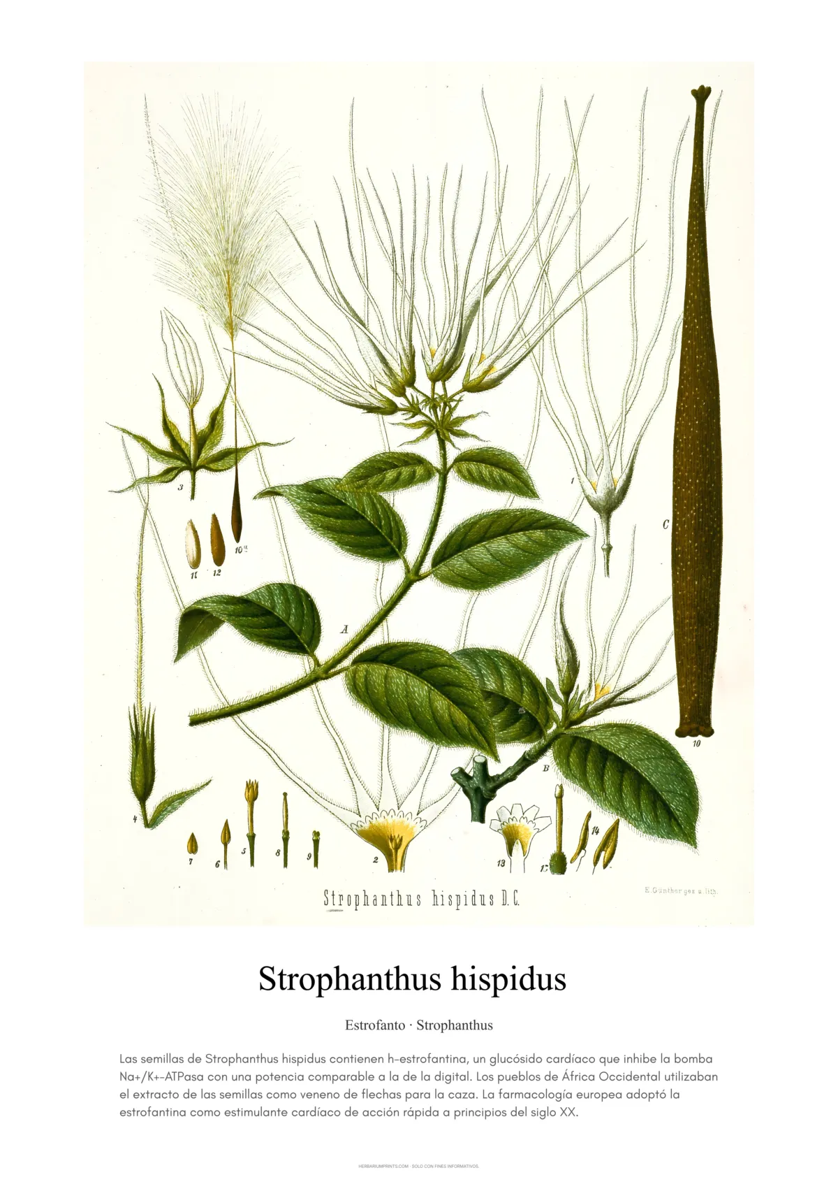 Strophanthus hispidus