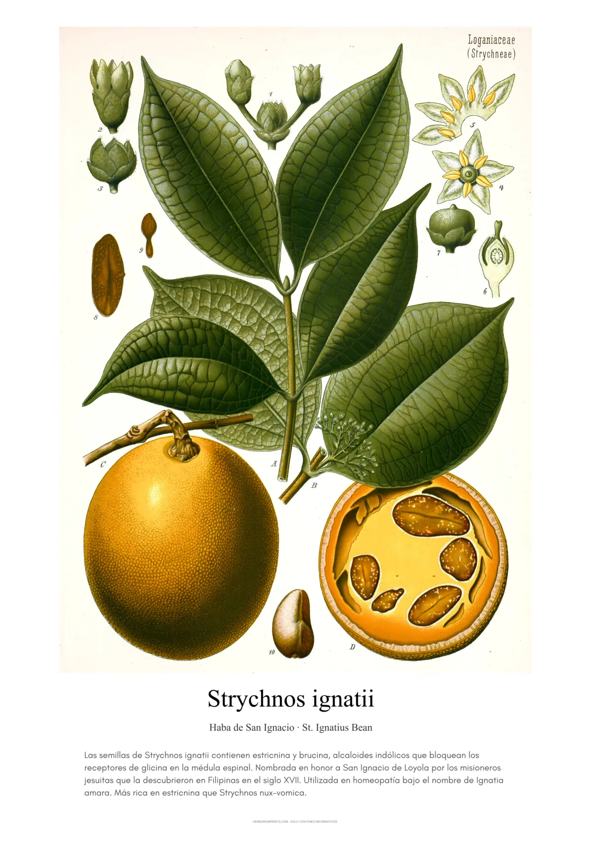 Strychnos ignatii