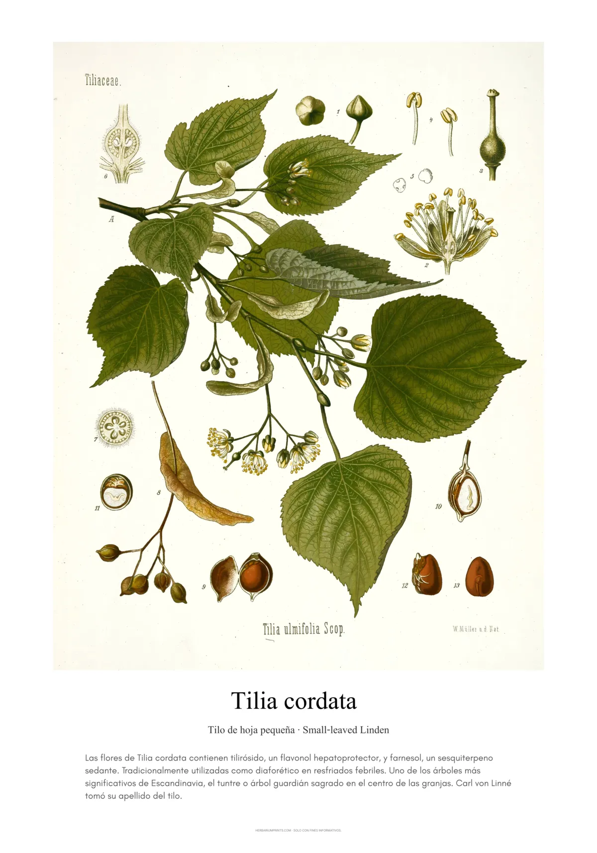 Tilia cordata