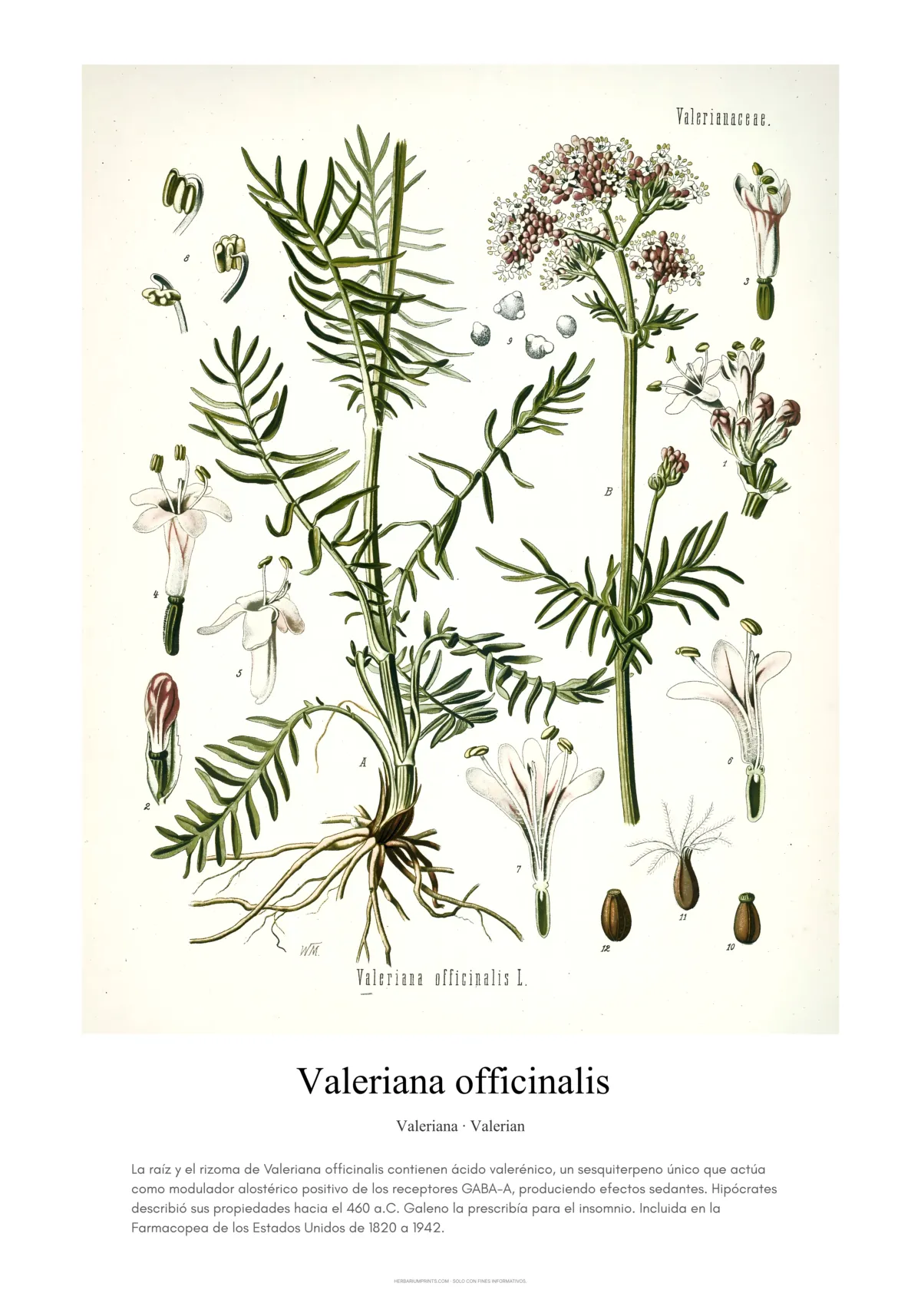 Valeriana officinalis