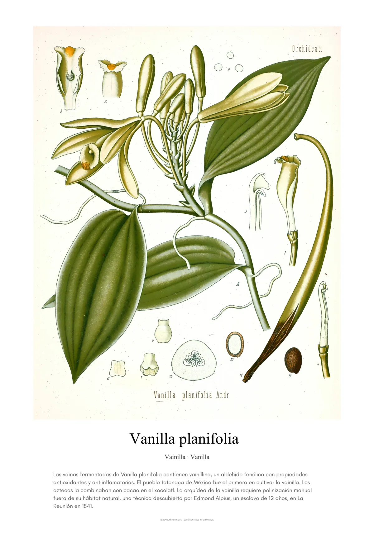 Vanilla planifolia