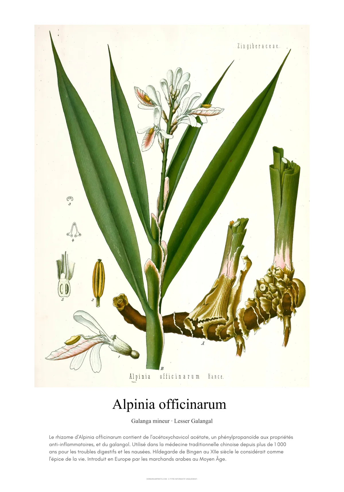 Alpinia officinarum
