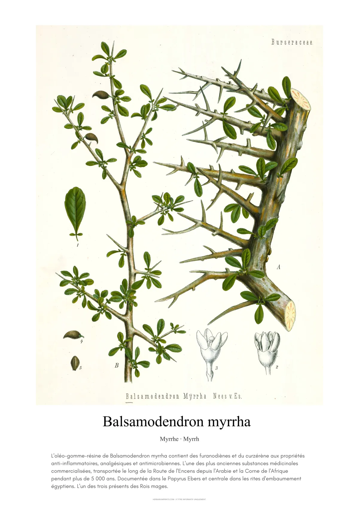 Balsamodendron myrrha