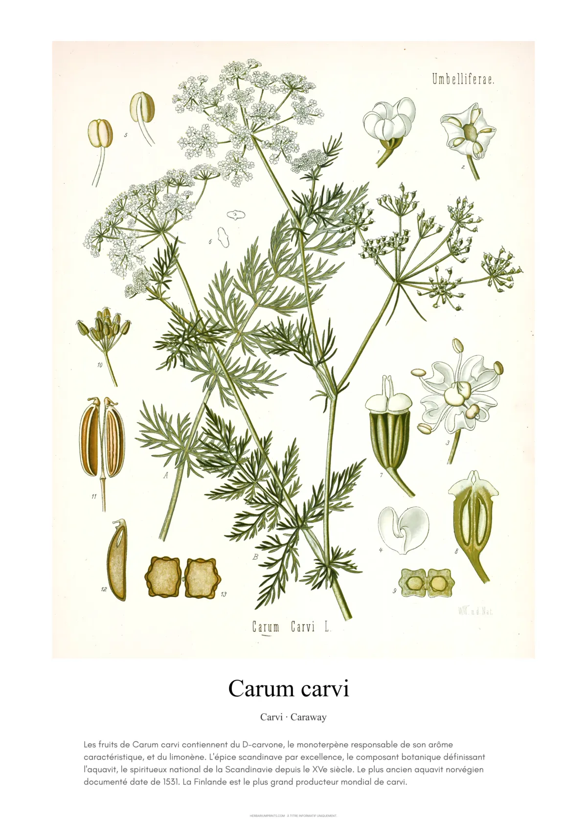 Carum carvi