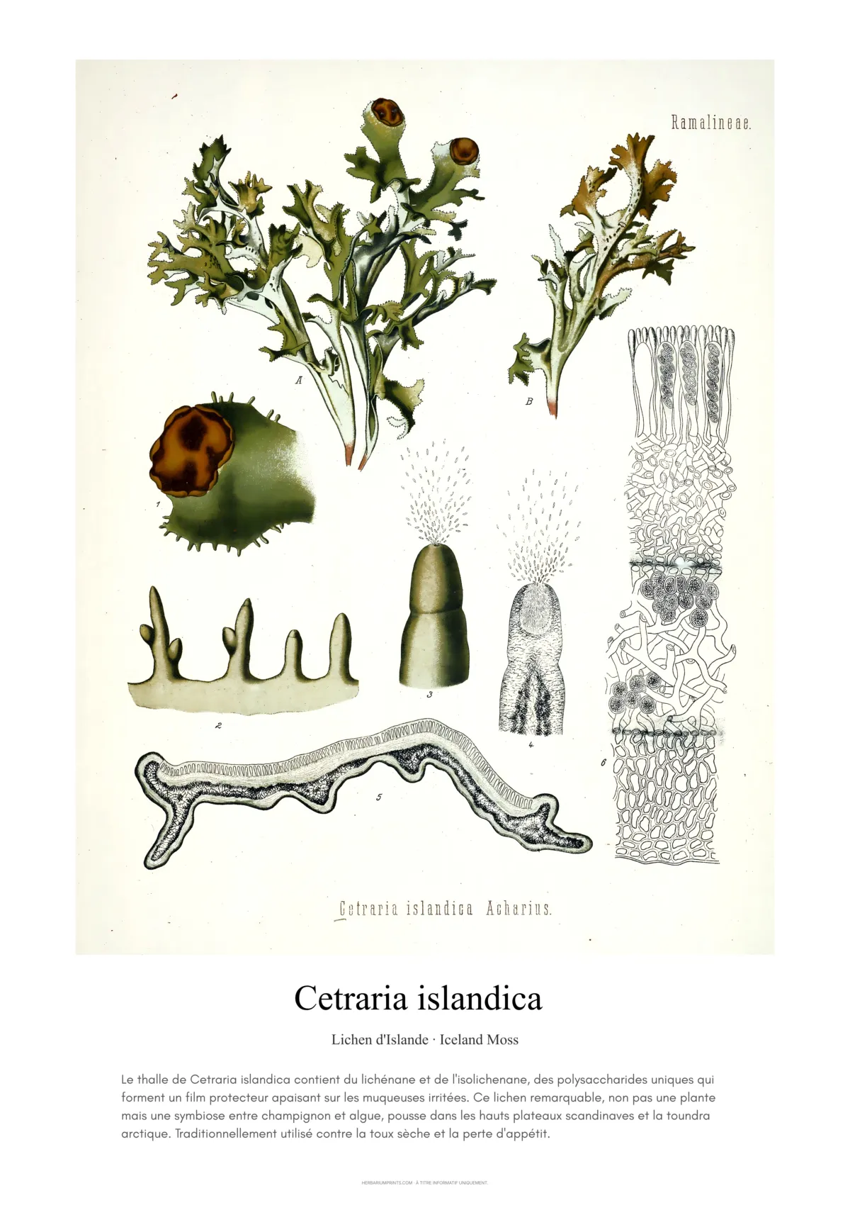 Cetraria islandica
