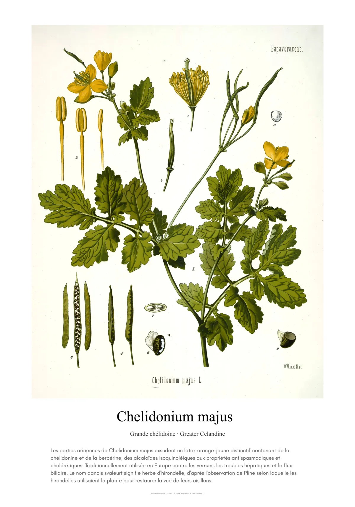 Chelidonium majus