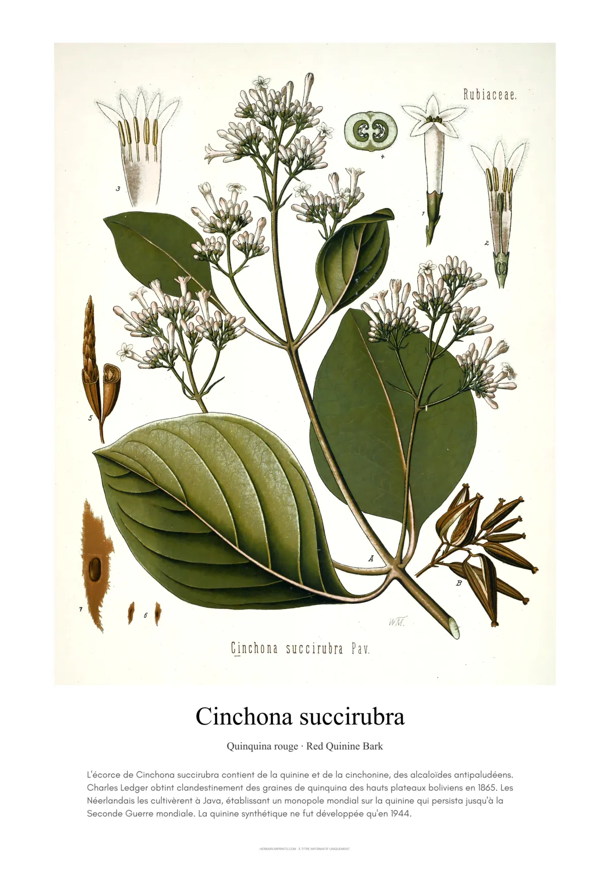 Cinchona succirubra