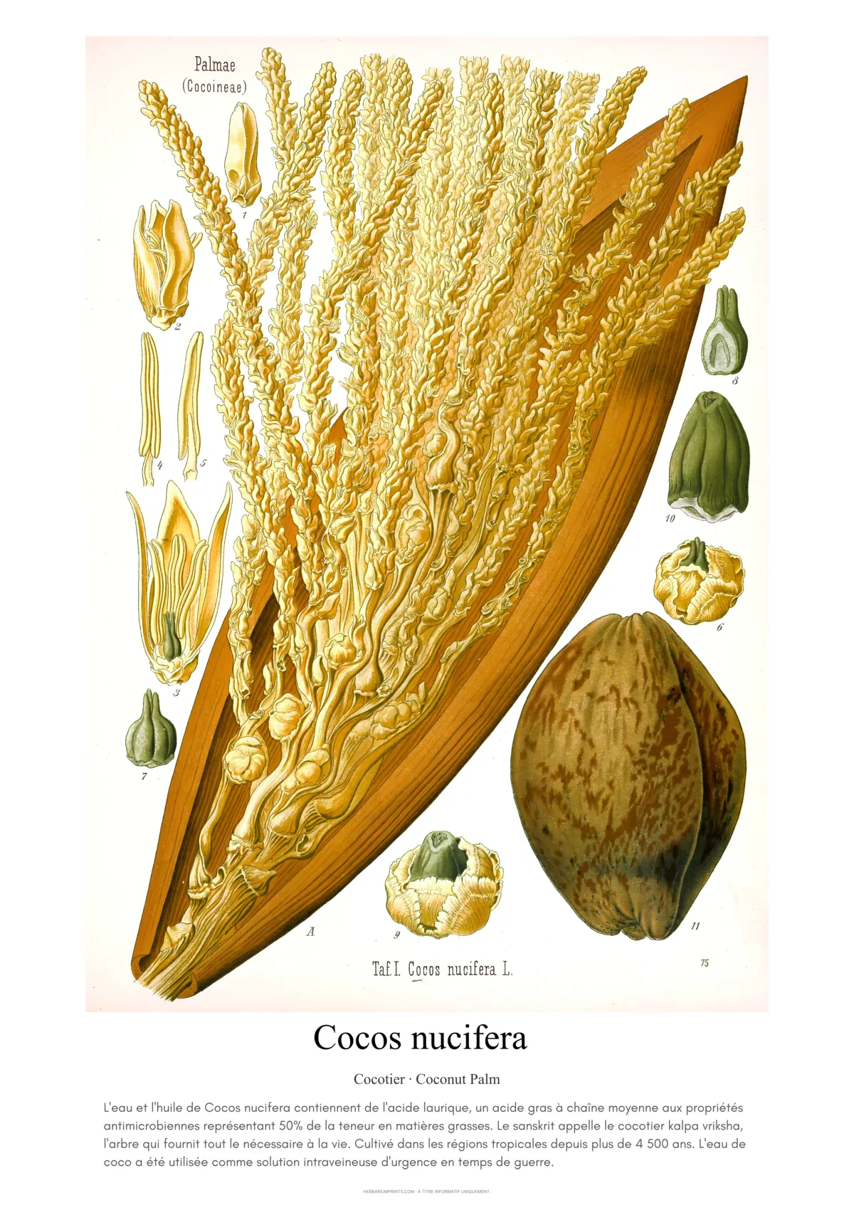 Cocos nucifera