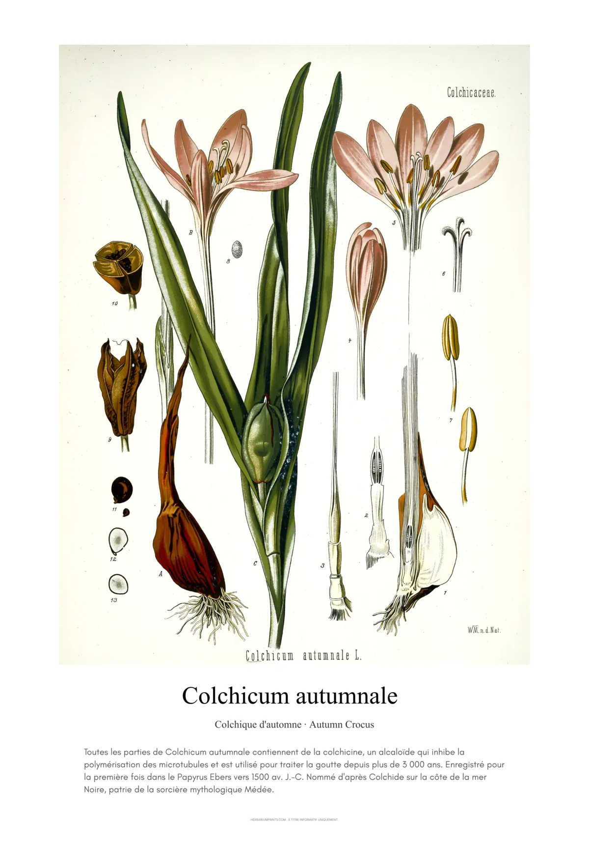 Colchicum autumnale