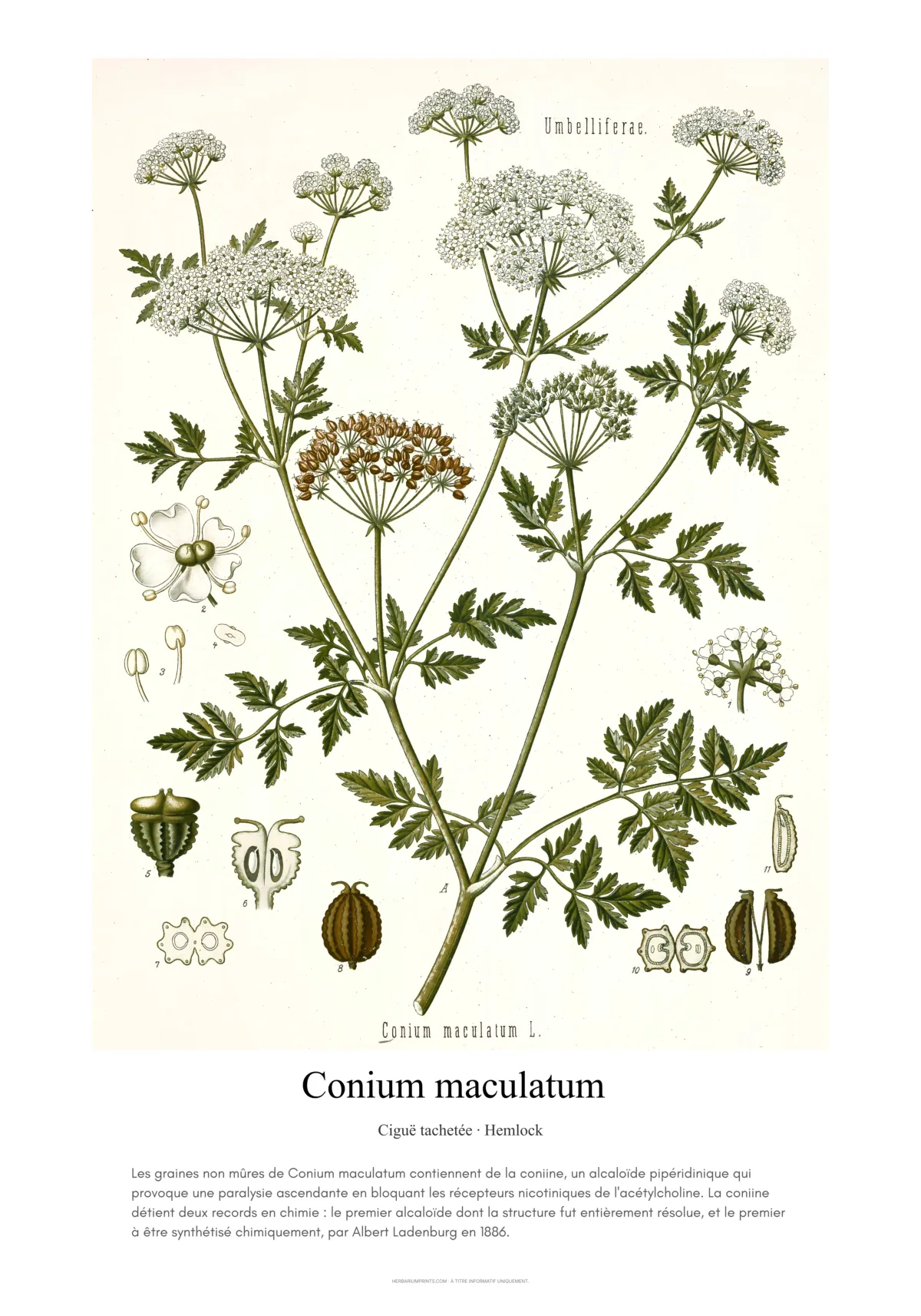 Conium maculatum