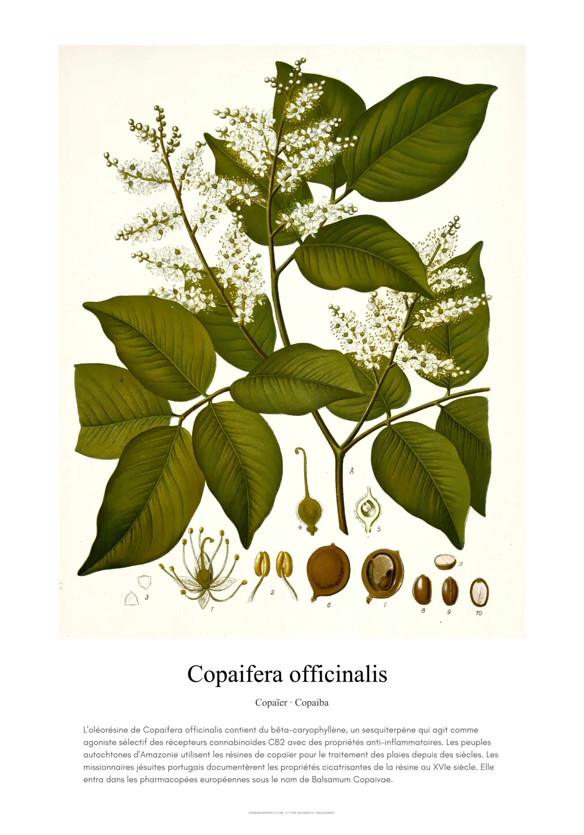 Copaifera officinalis