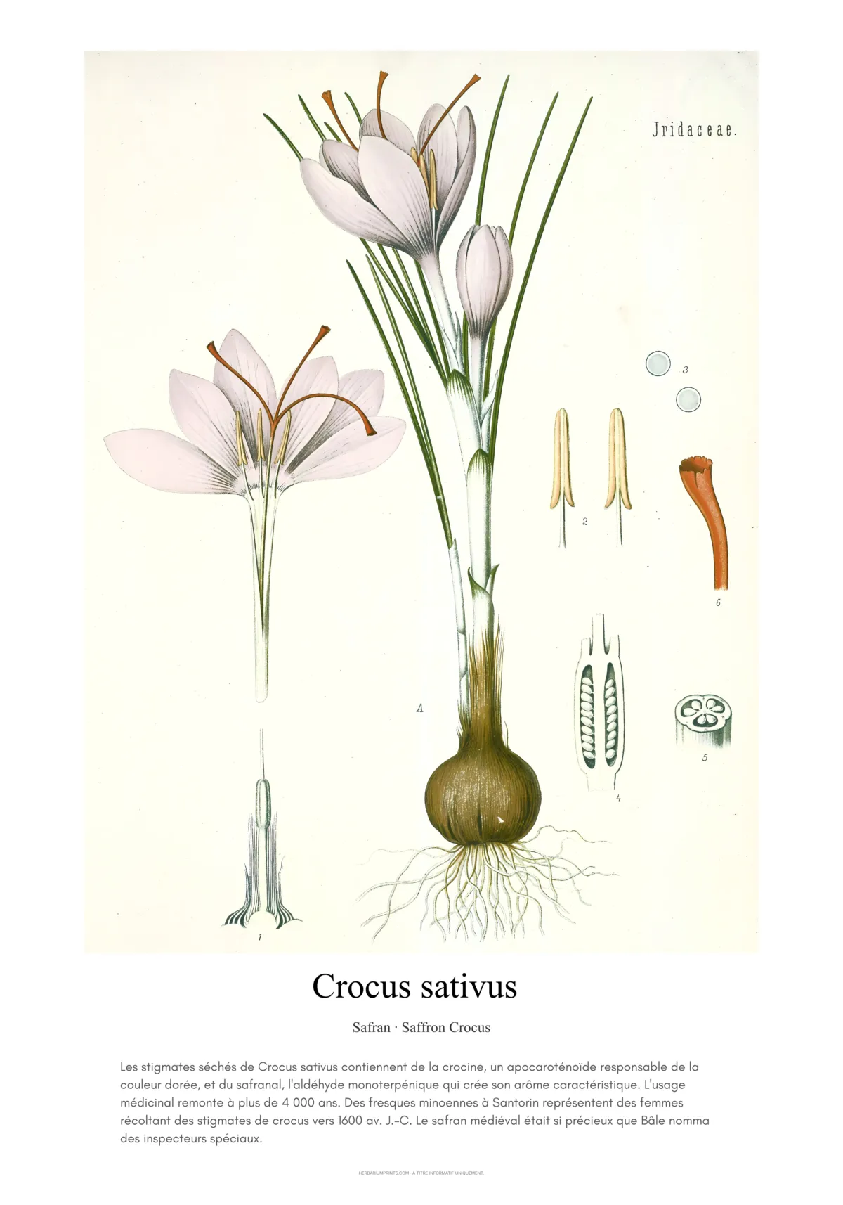 Crocus sativus