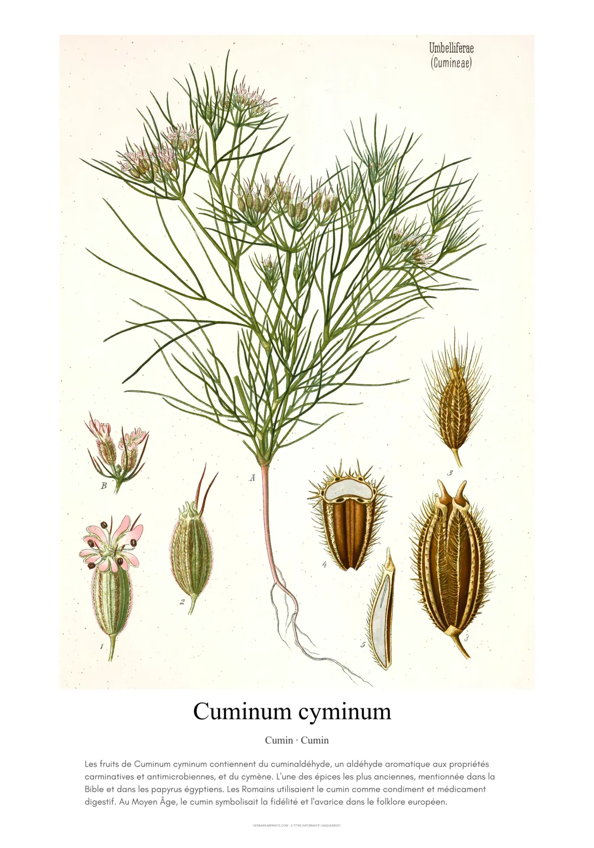 Cuminum cyminum