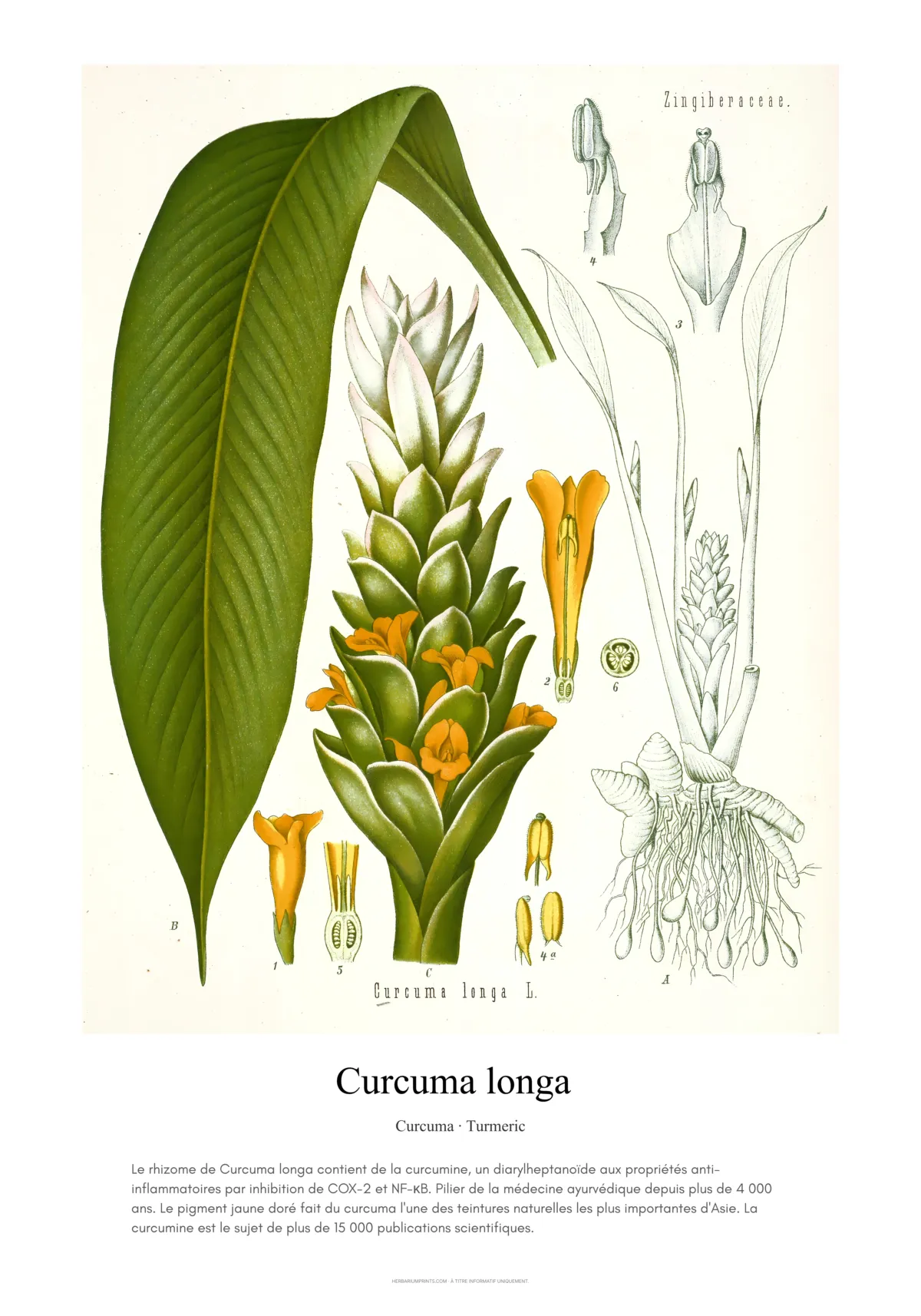 Curcuma longa