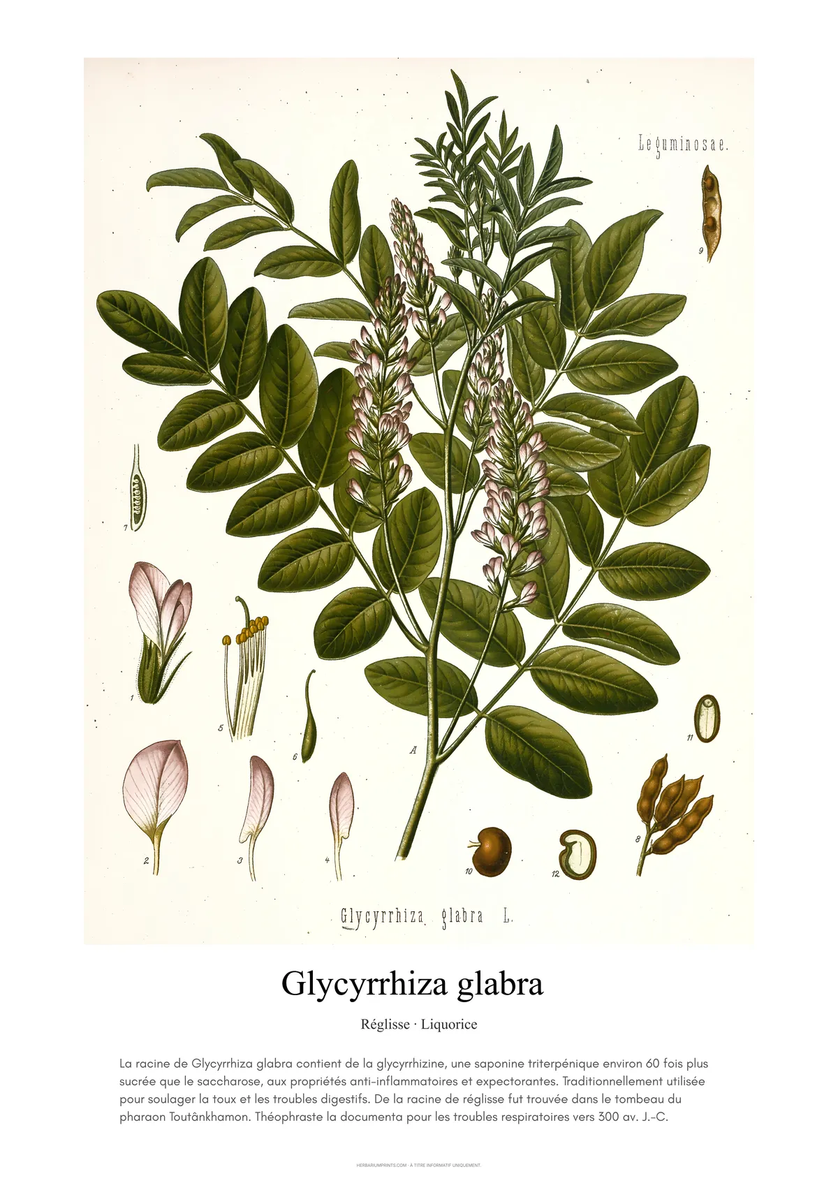 Glycyrrhiza glabra