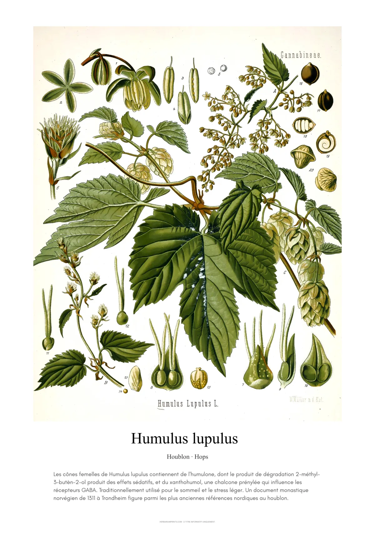 Humulus lupulus