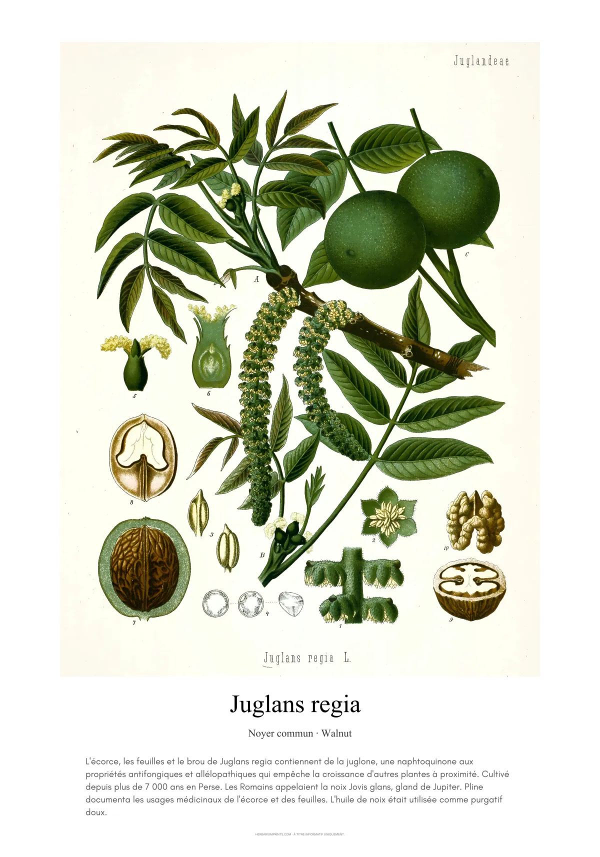 Juglans regia