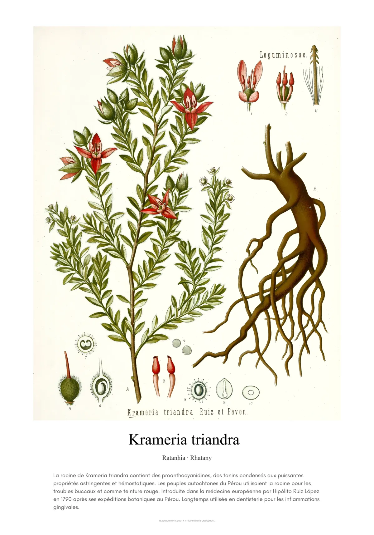 Krameria triandra