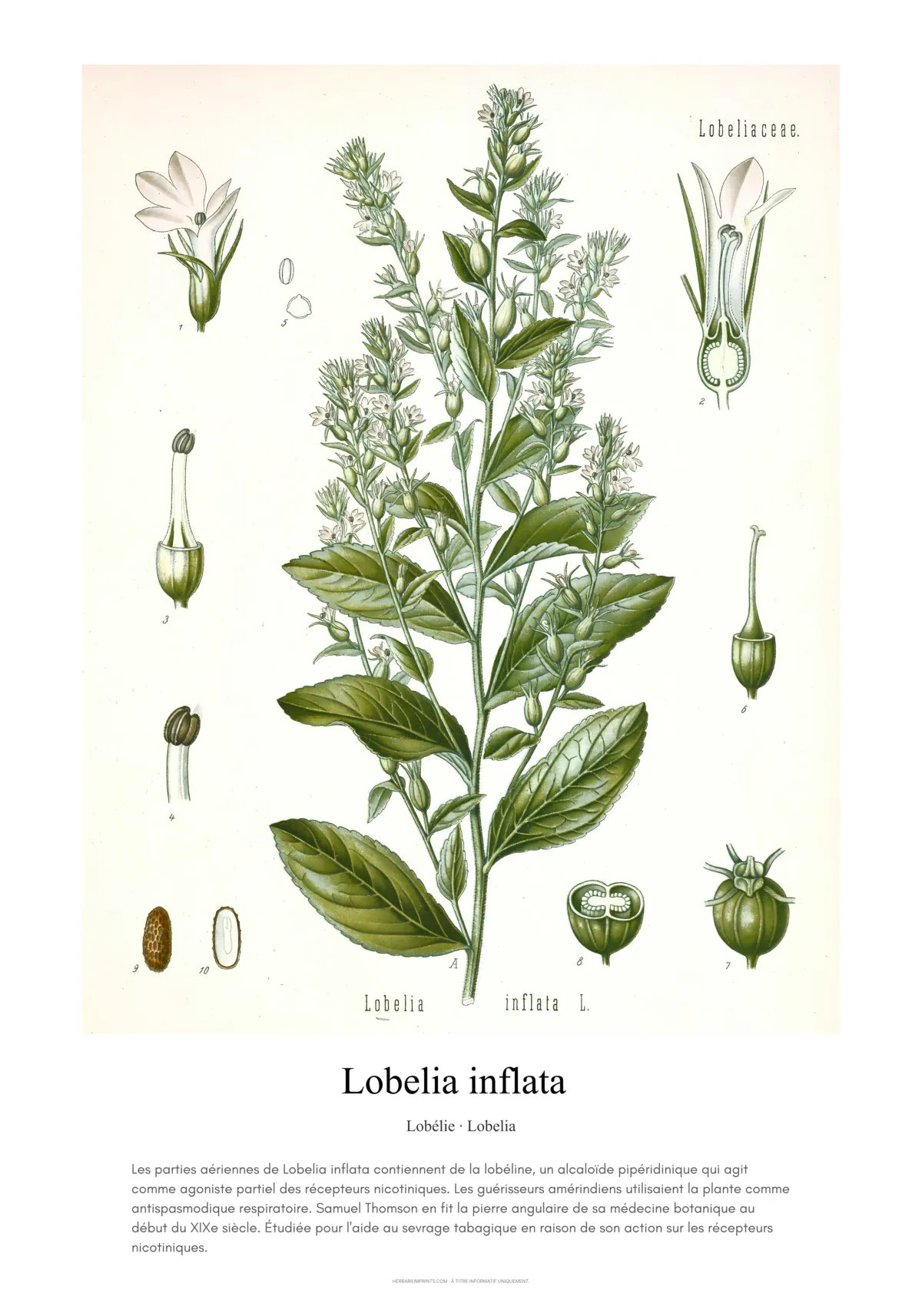Lobelia inflata
