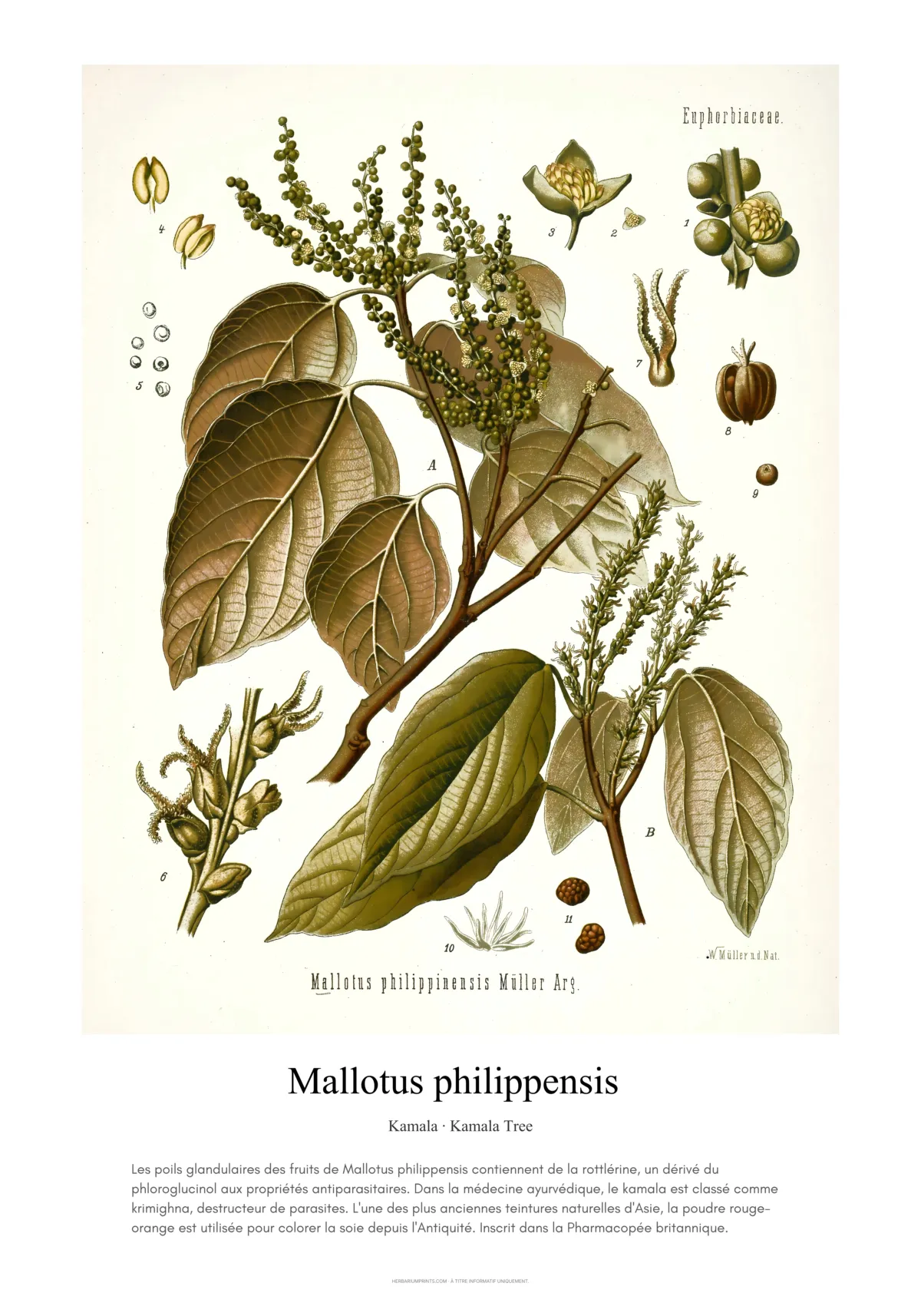 Mallotus philippensis