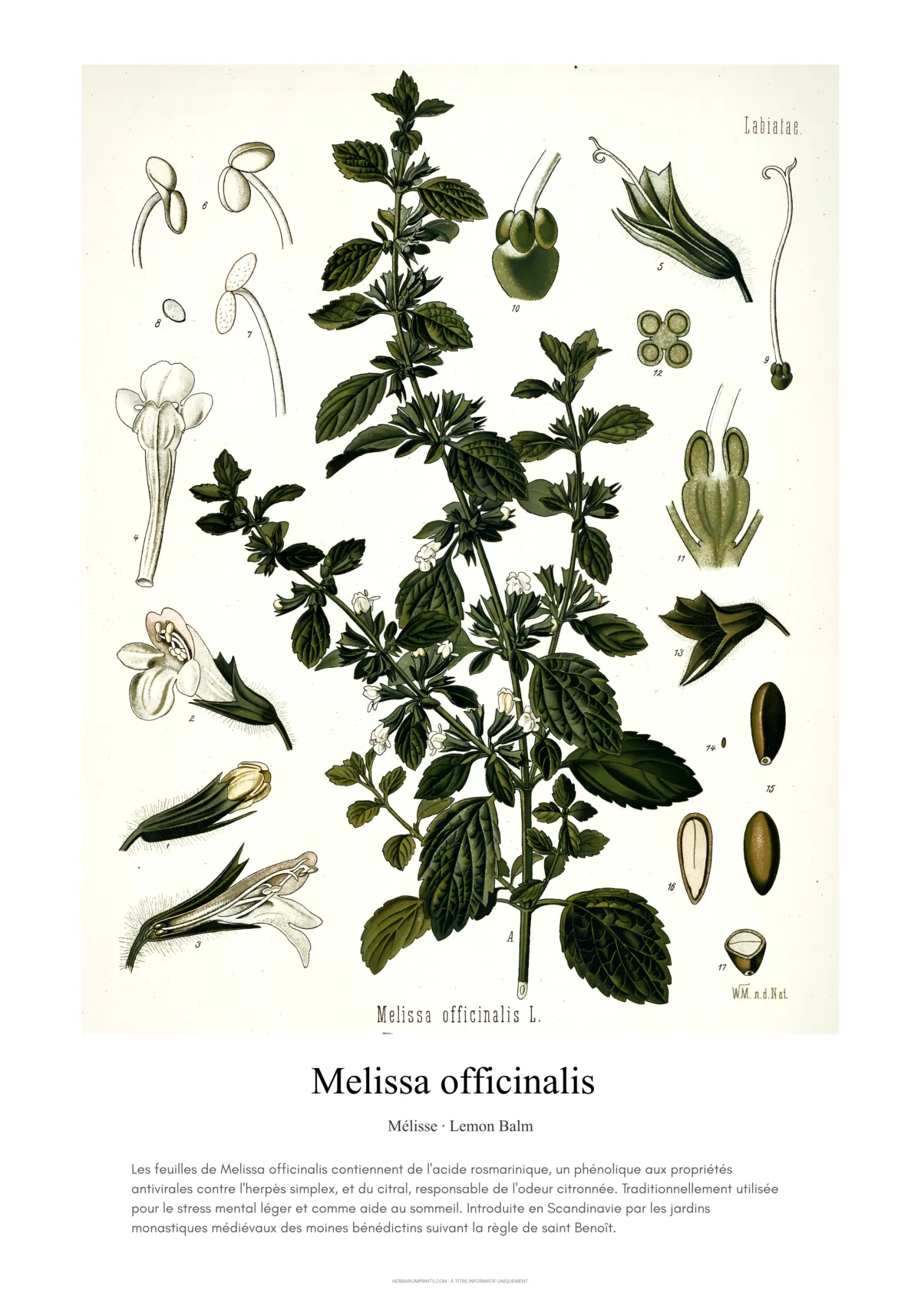 Melissa officinalis