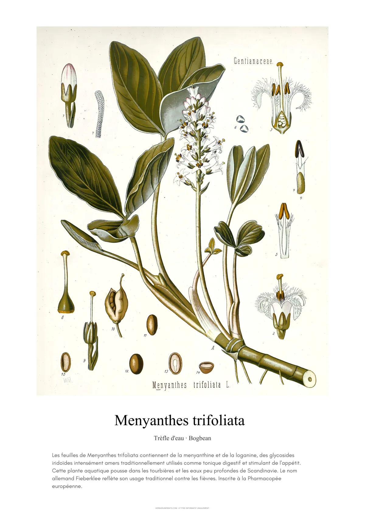 Menyanthes trifoliata