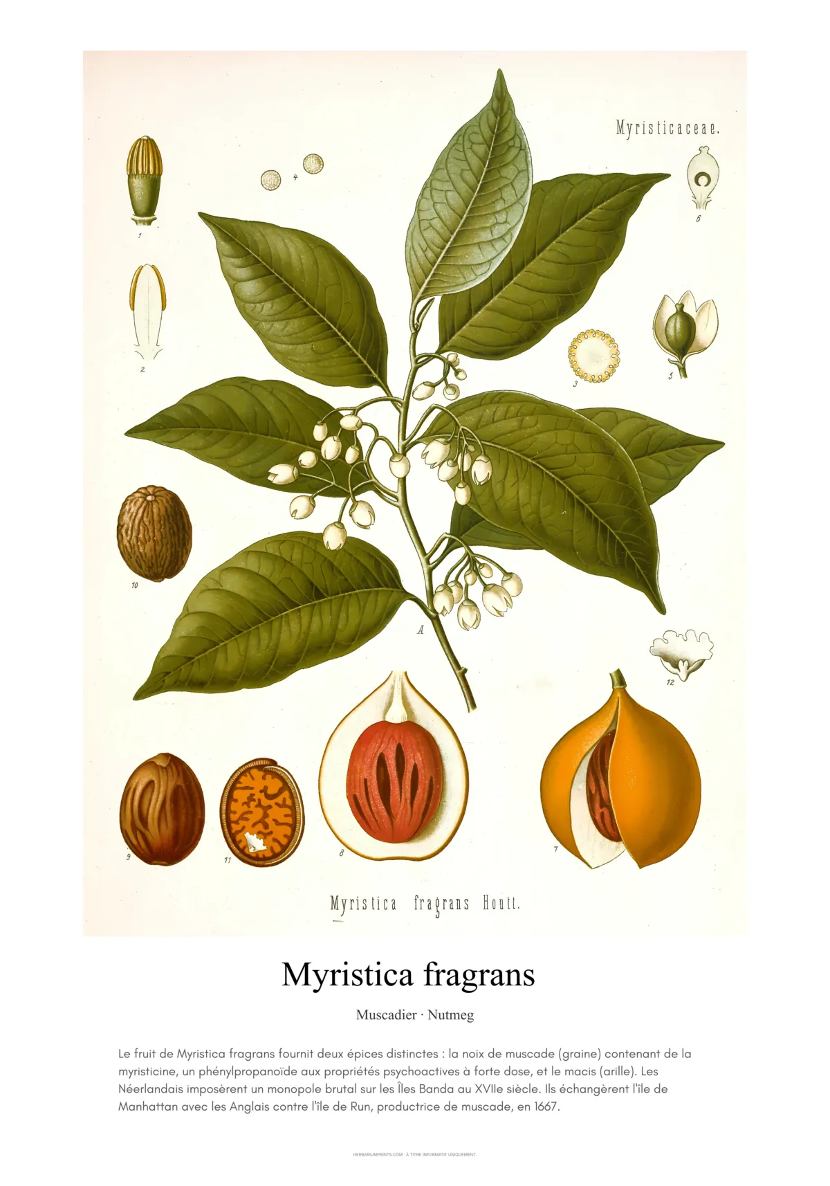 Myristica fragrans