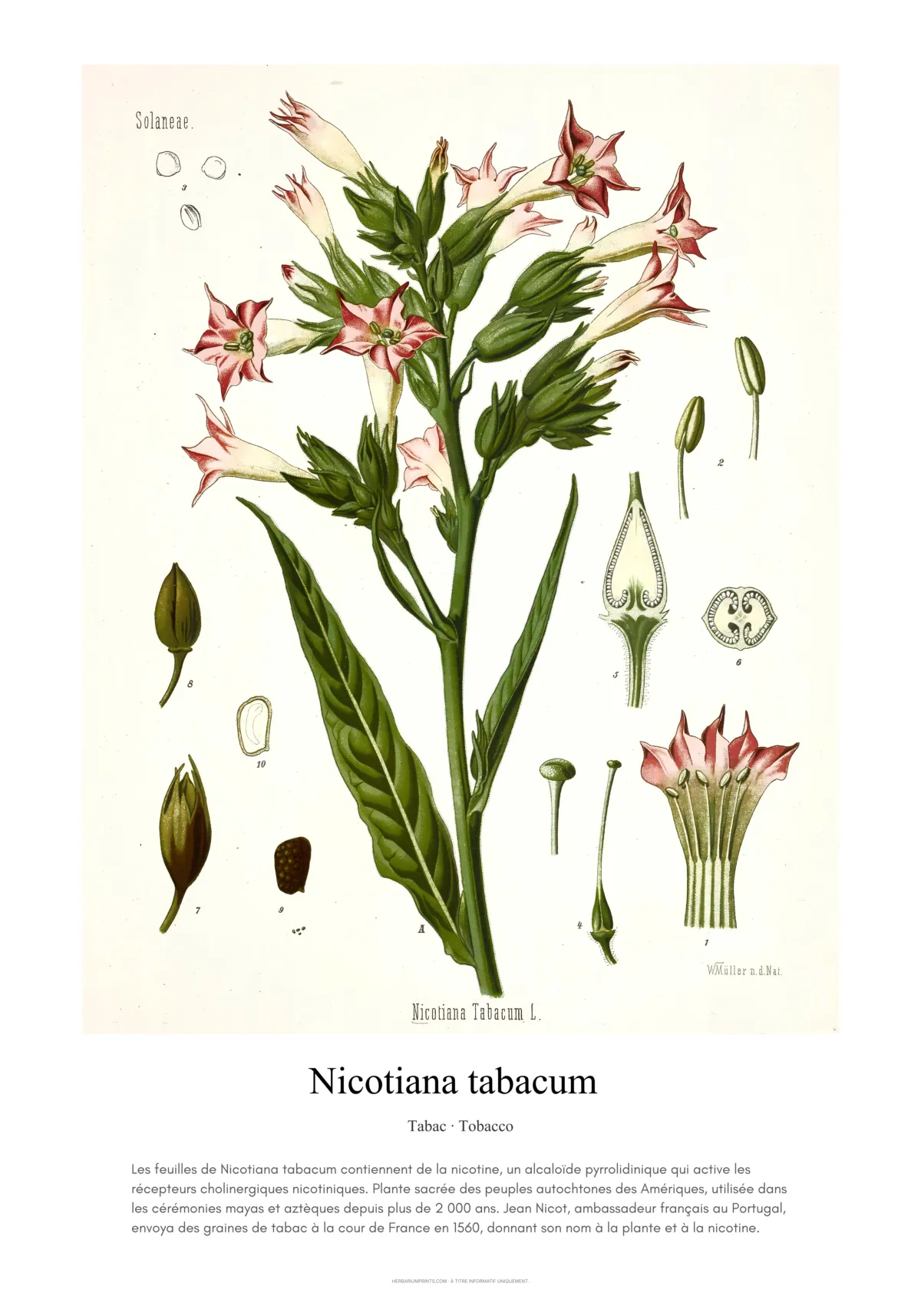 Nicotiana tabacum