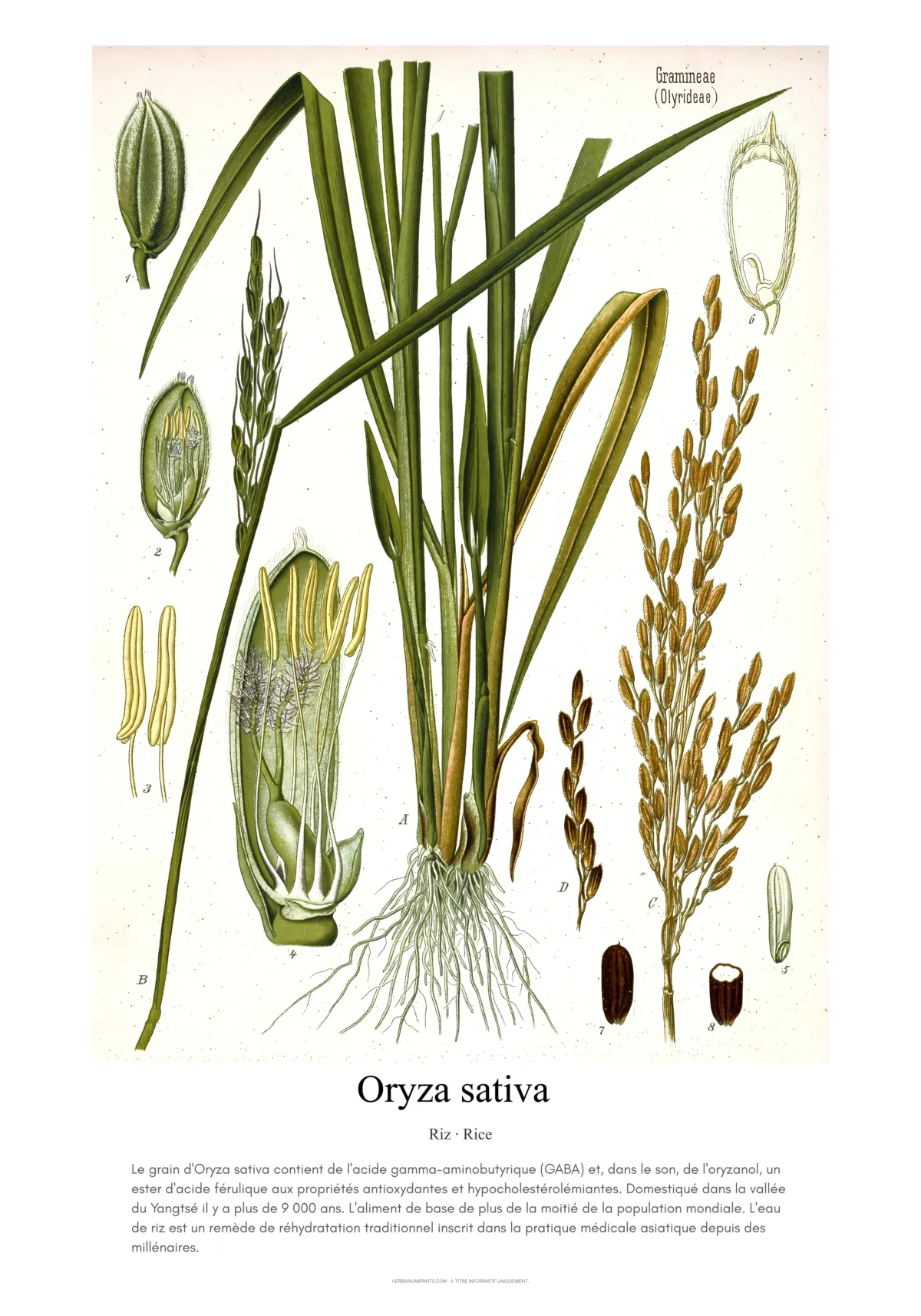 Oryza sativa