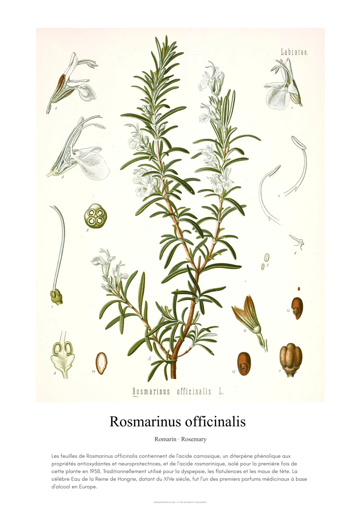 Rosmarinus officinalis