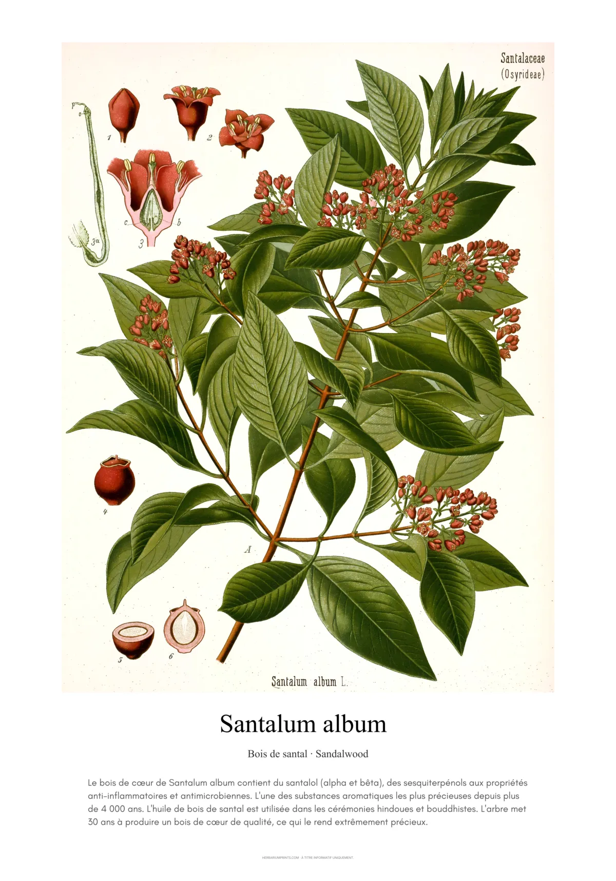 Santalum album