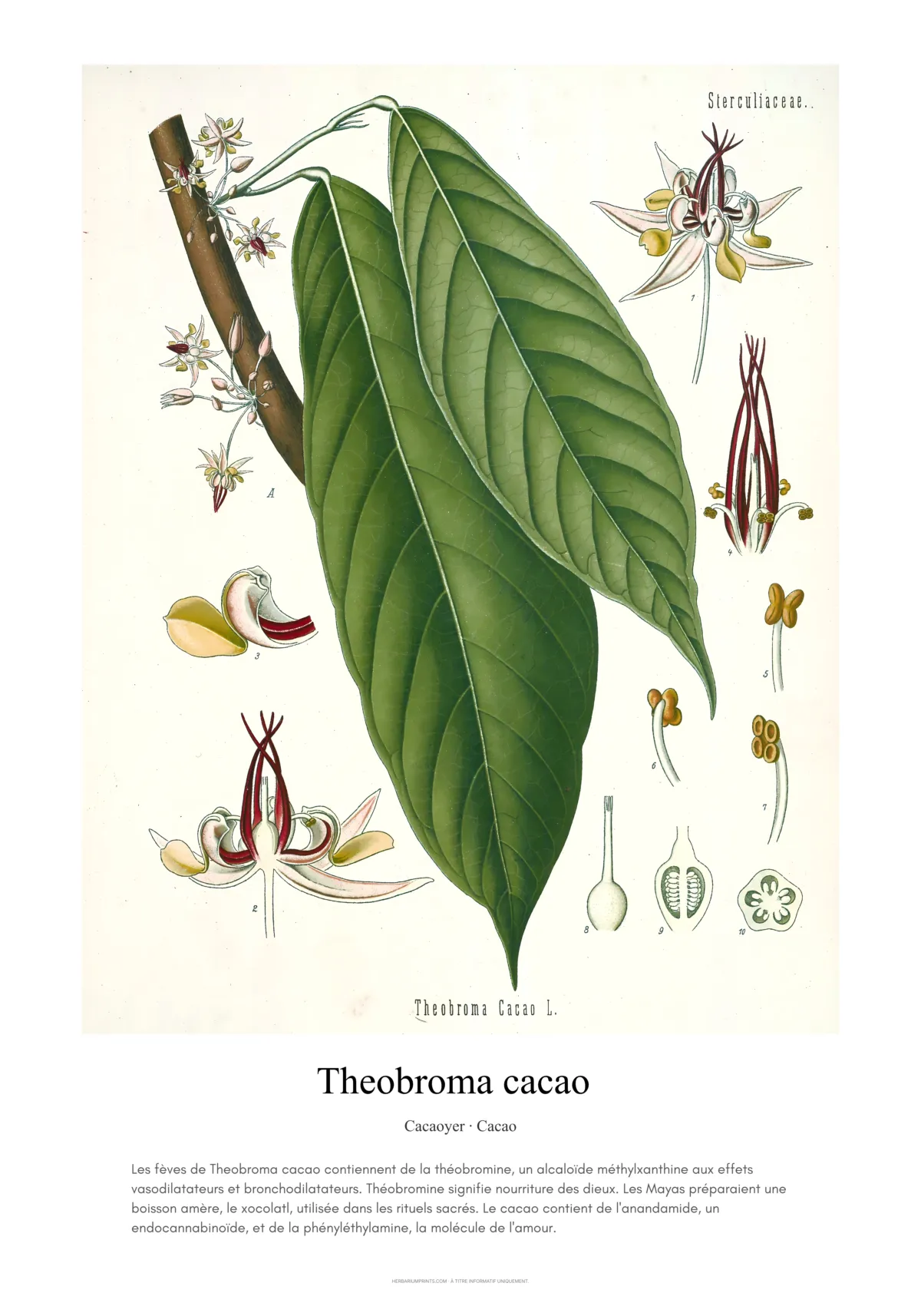 Theobroma cacao