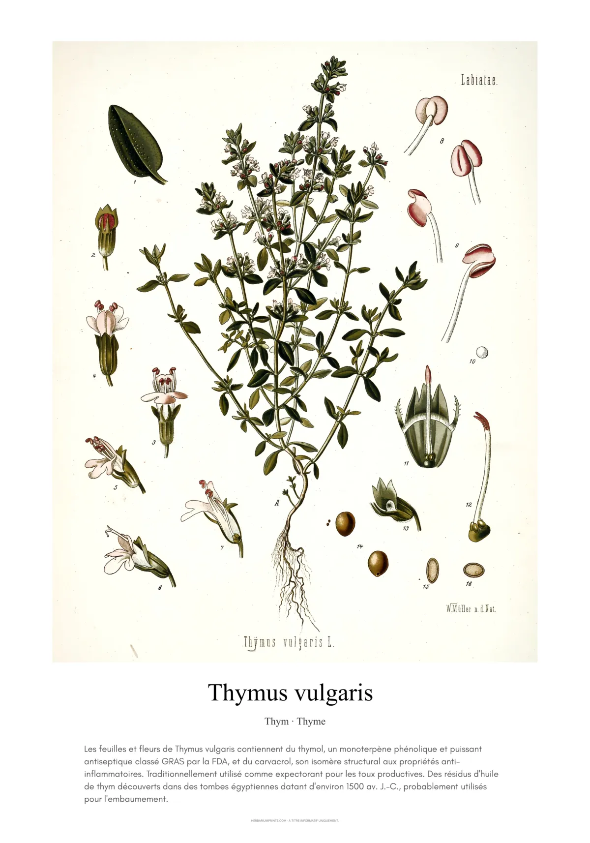 Thymus vulgaris